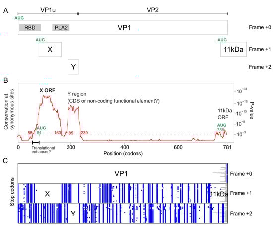 Viruses 16 00191 g002