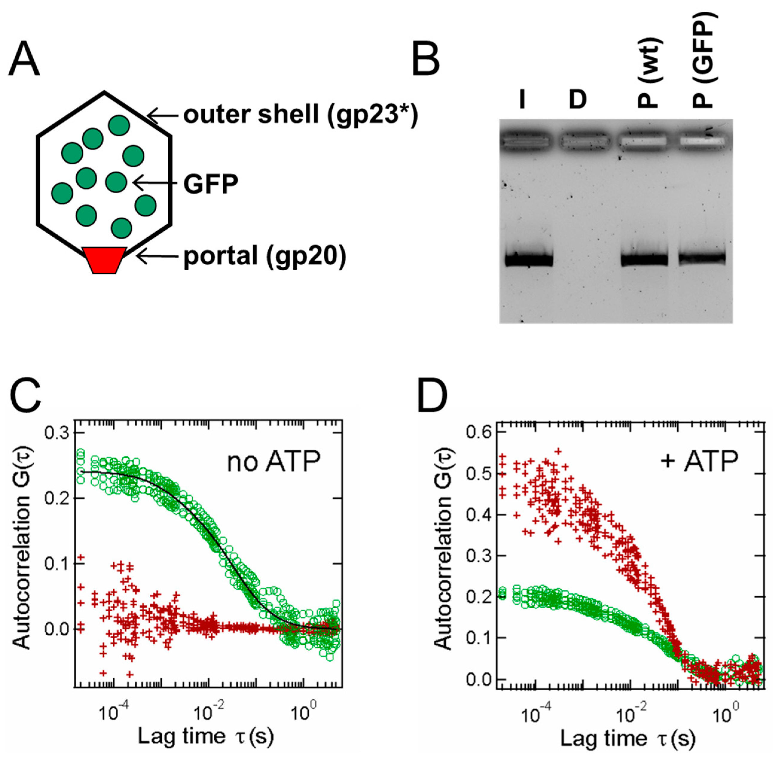 Viruses 16 00192 g001 Viruses 16 00192 g001
