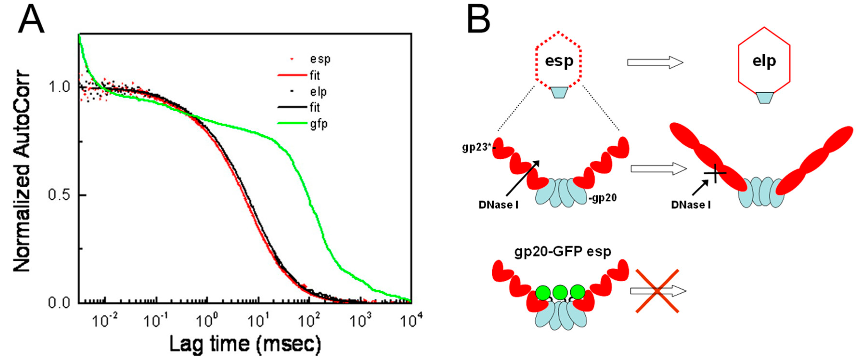 Viruses 16 00192 g003 Viruses 16 00192 g003
