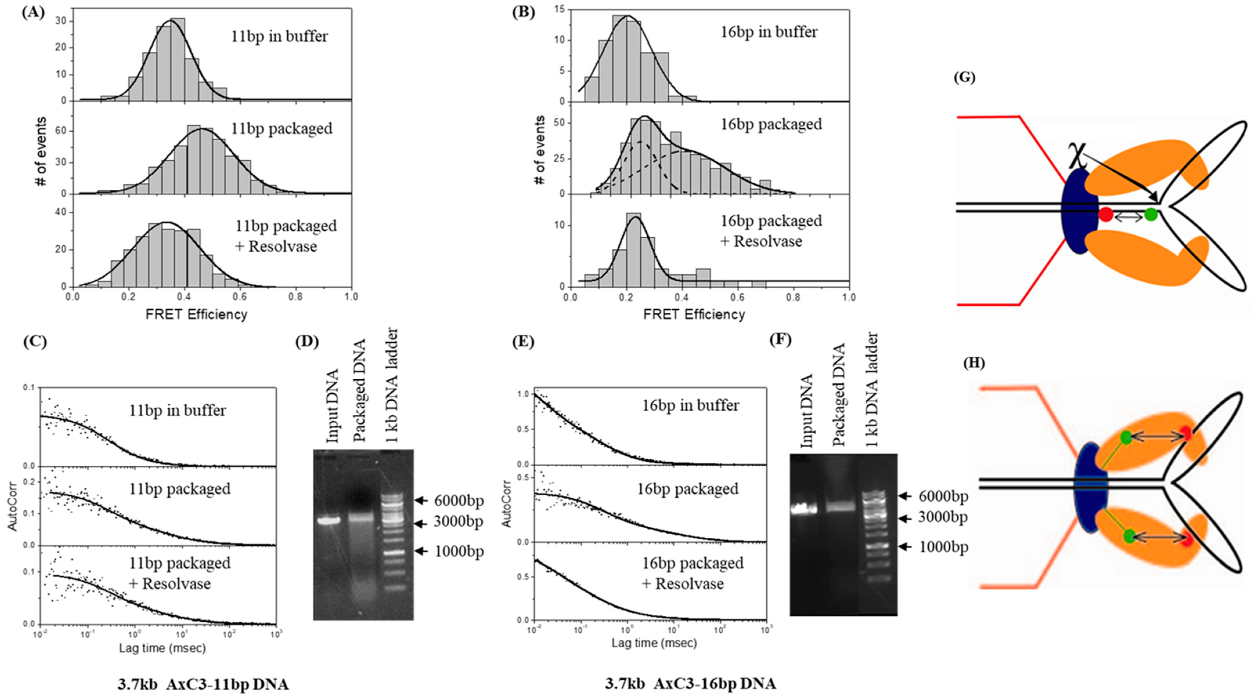 Viruses 16 00192 g005 Viruses 16 00192 g005