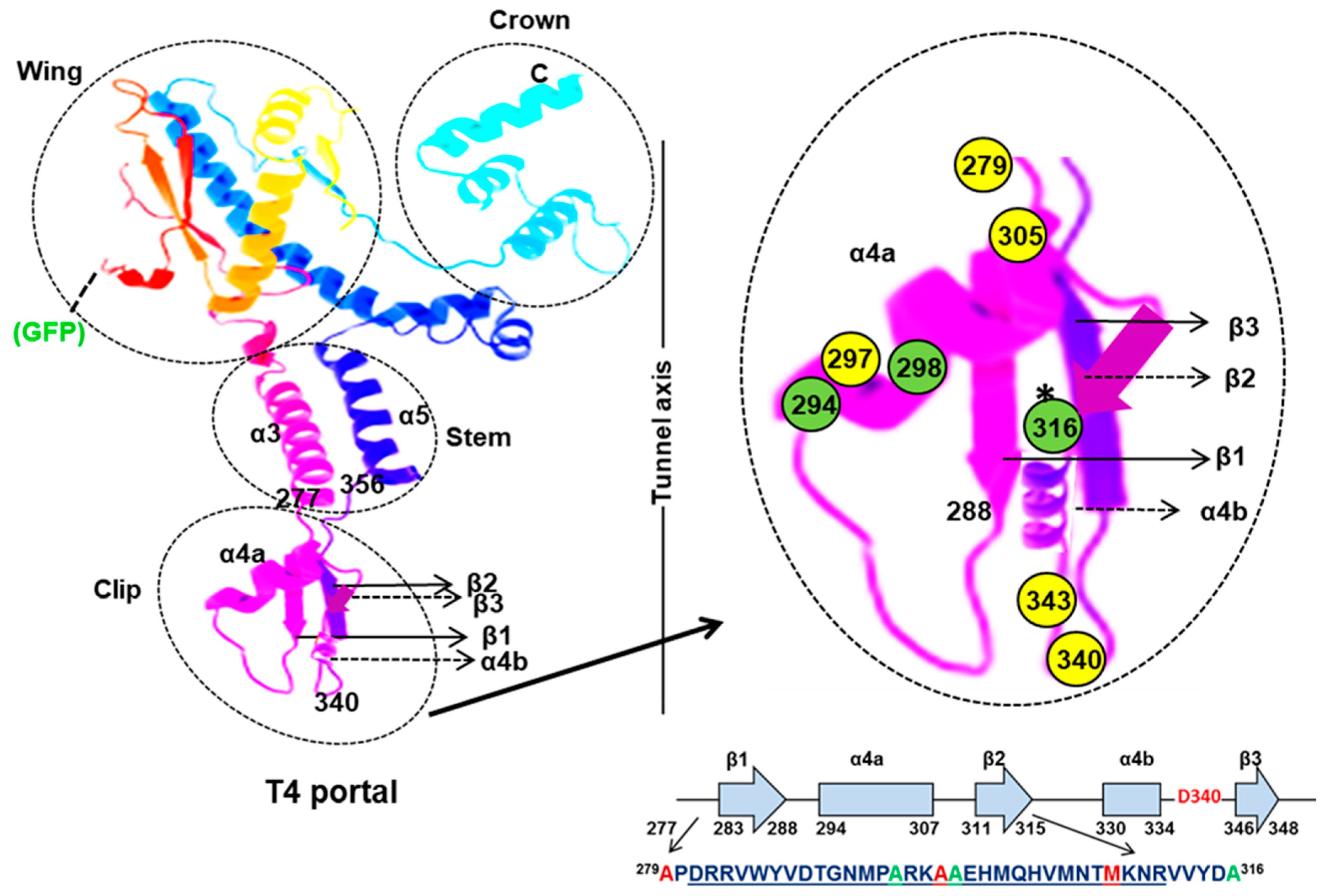Viruses 16 00192 g006 Viruses 16 00192 g006