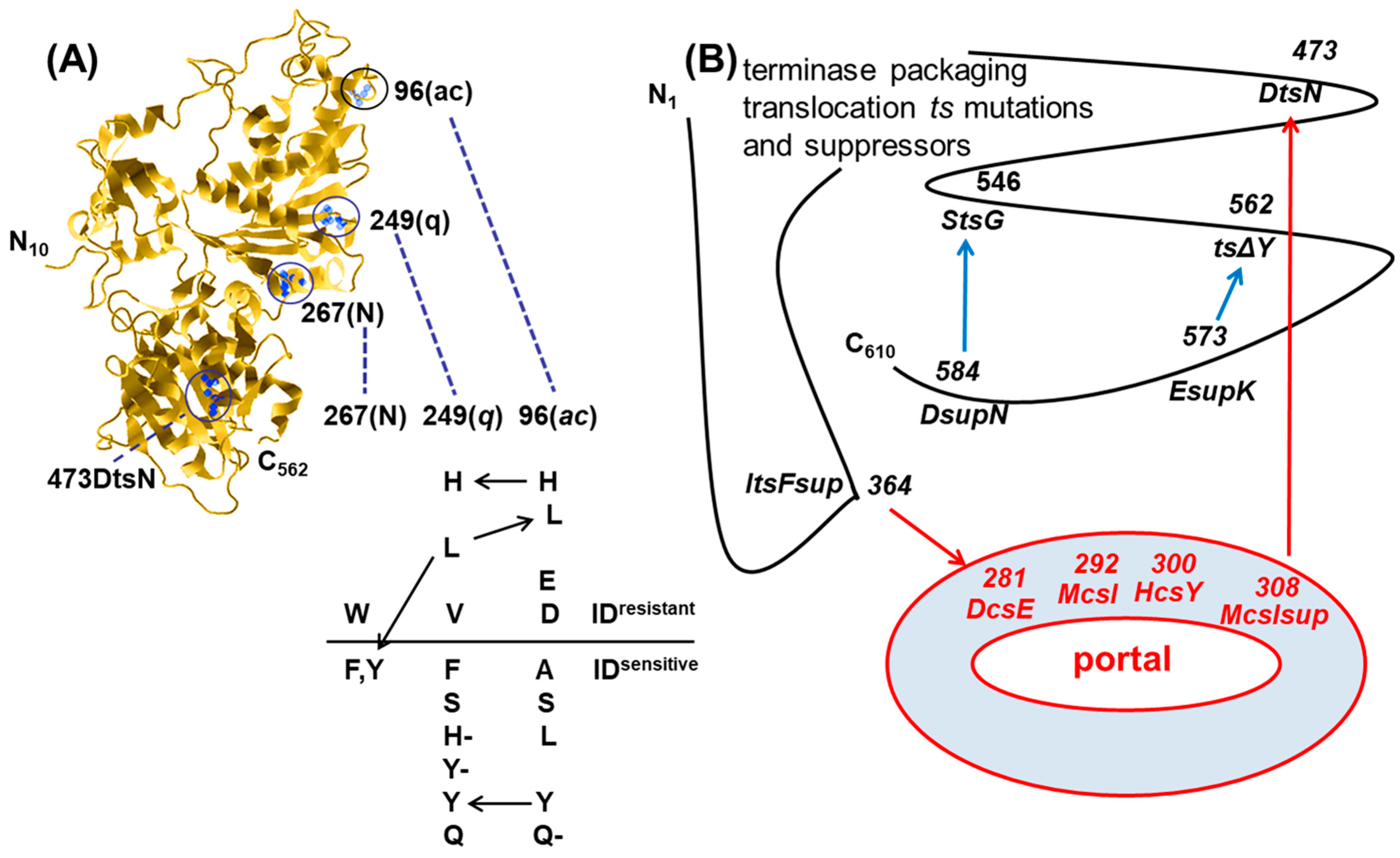 Viruses 16 00192 g007 Viruses 16 00192 g007
