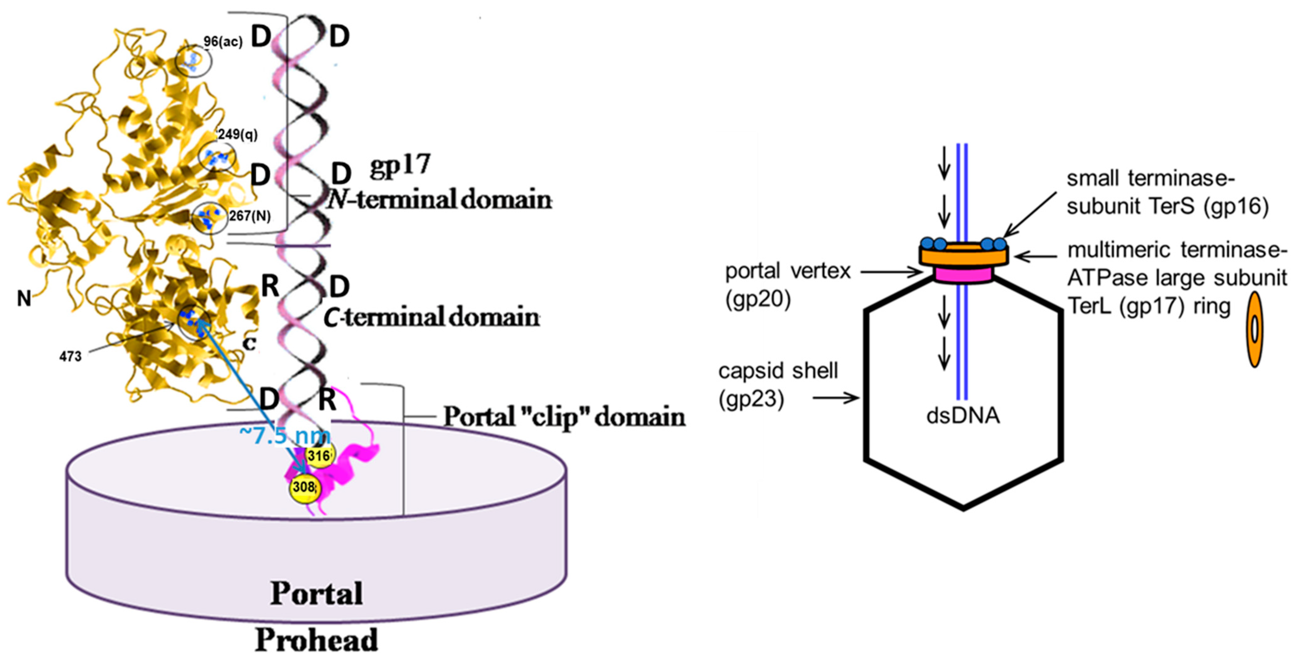 Viruses 16 00192 g008 Viruses 16 00192 g008