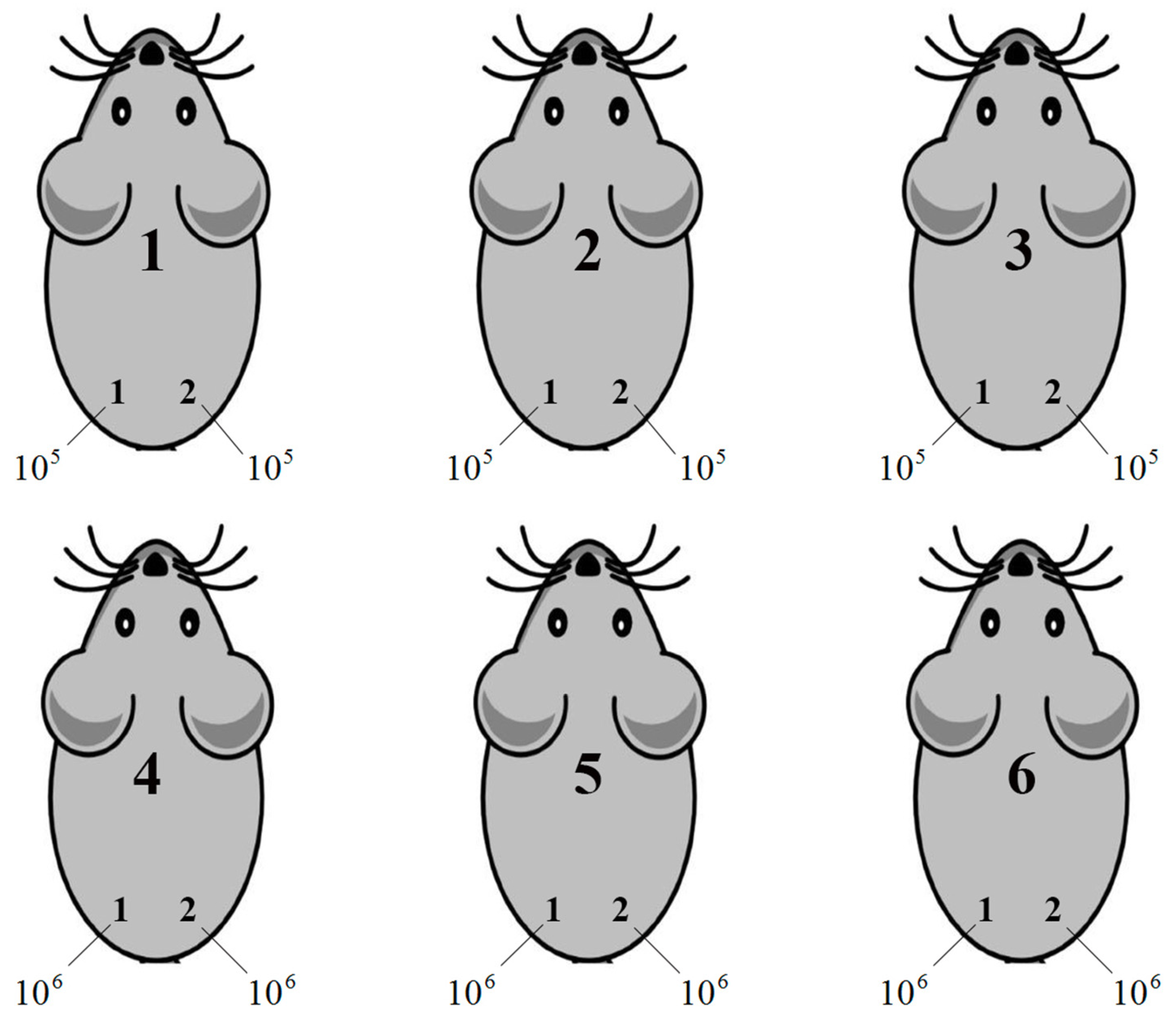 Viruses 16 00193 g001