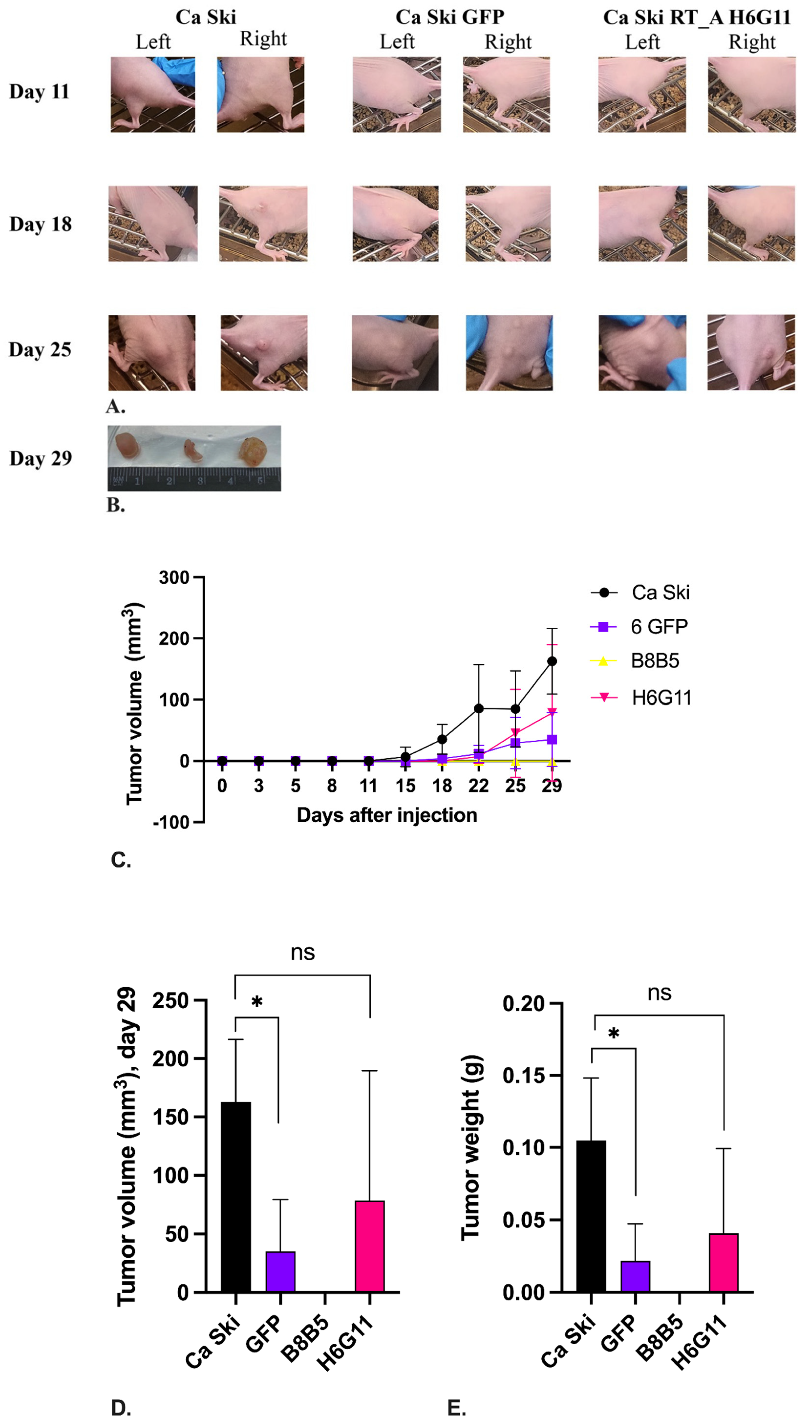 Viruses 16 00193 g010