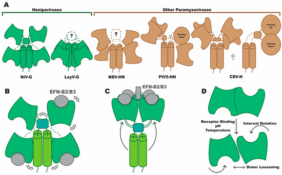Viruses 16 00195 g004
