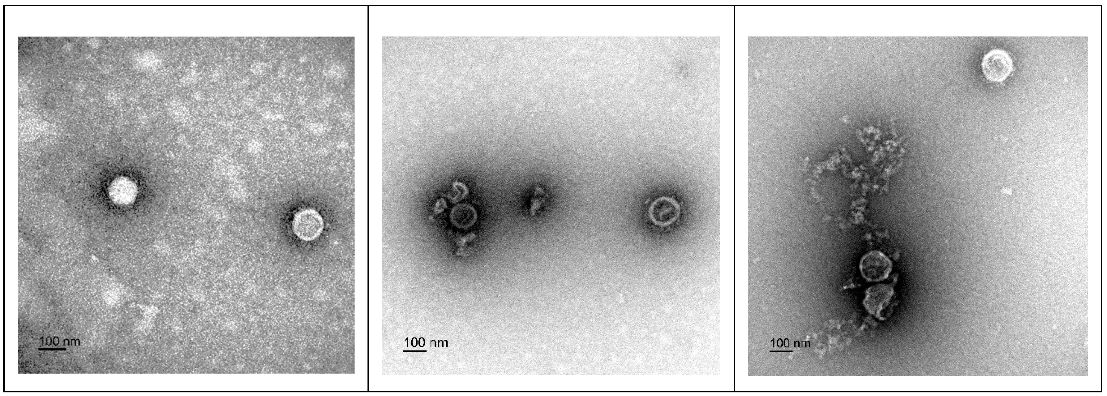 Viruses 16 00196 g003