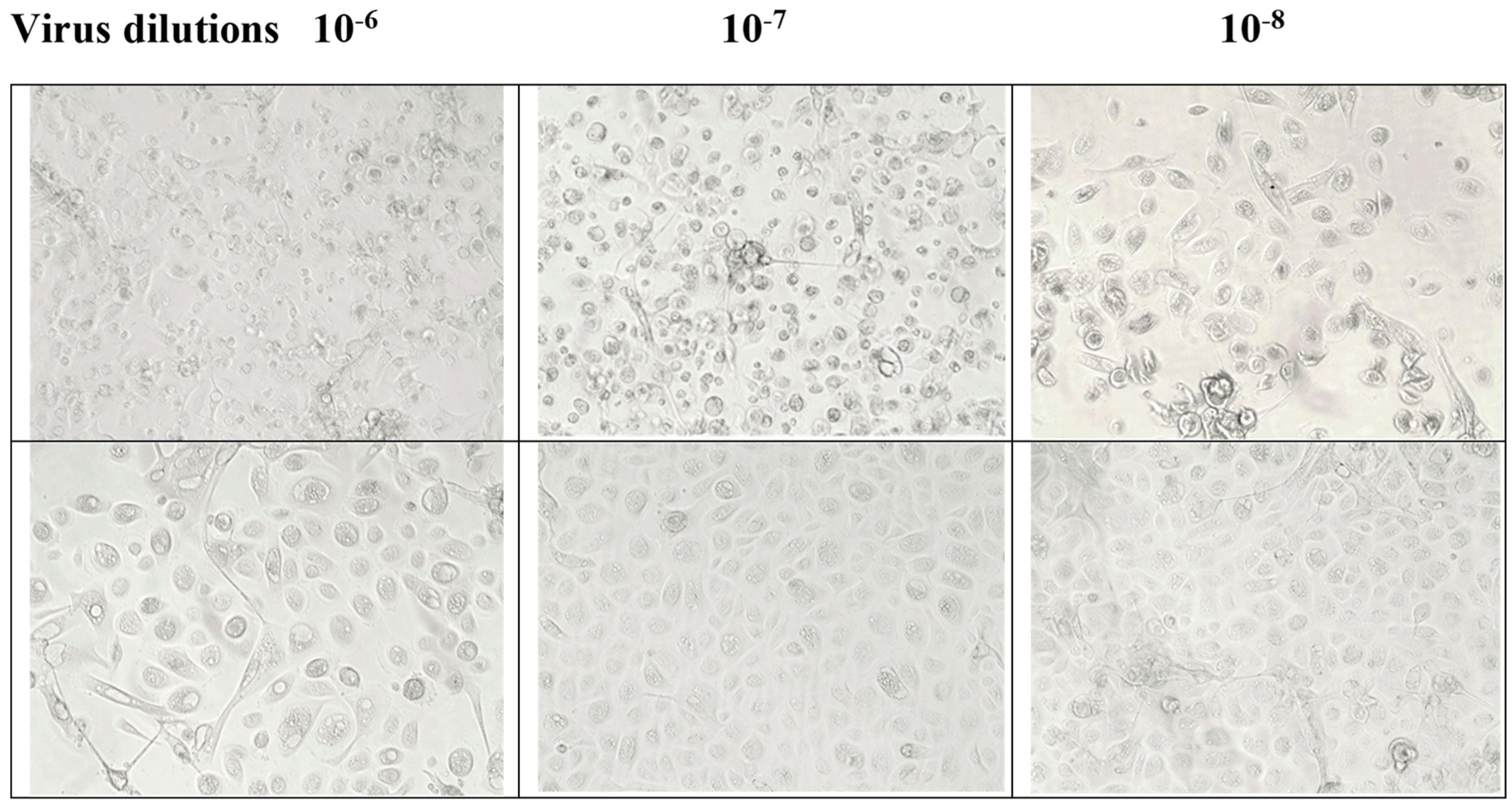 Viruses 16 00196 g006