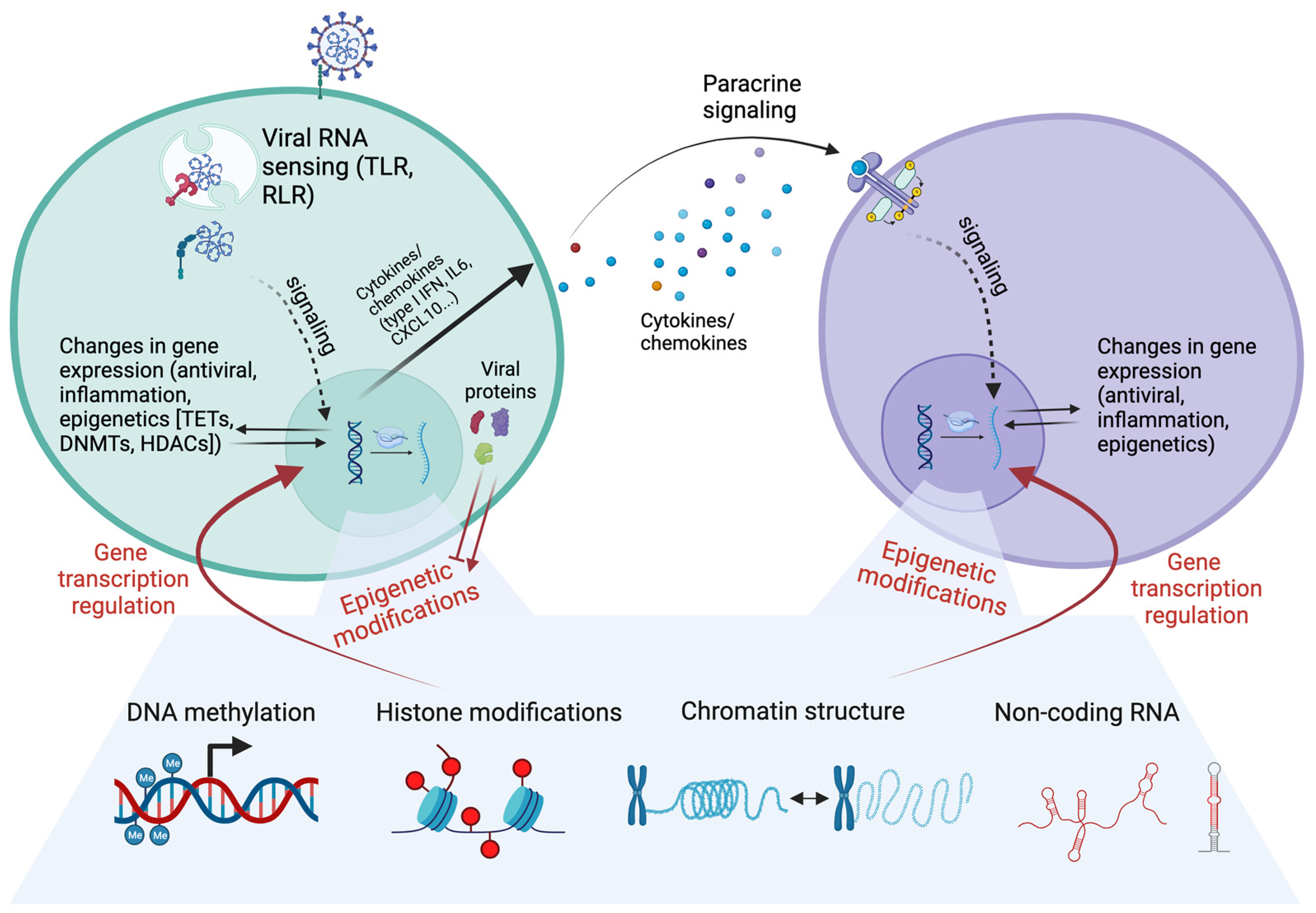 Viruses 16 00197 g001