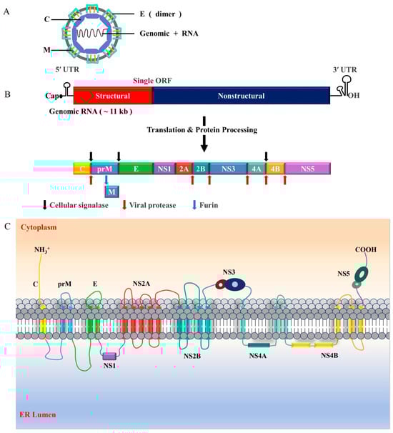 Viruses 16 00202 g002