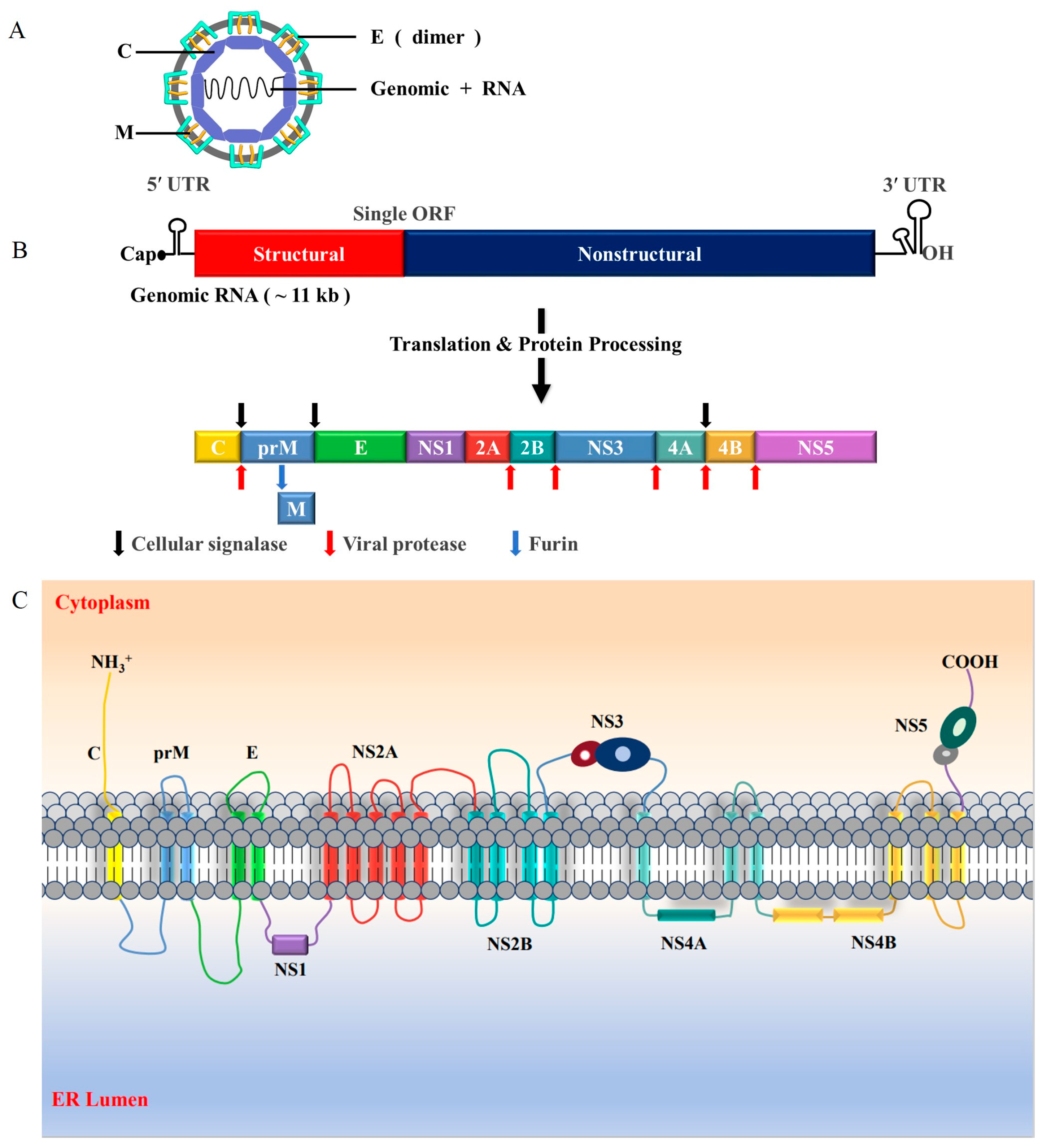Viruses 16 00202 g002