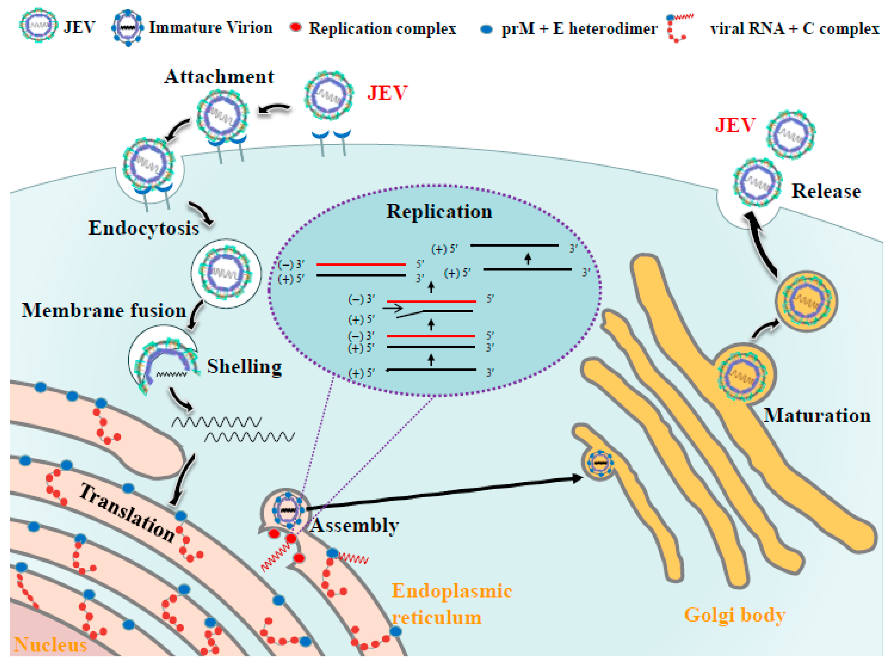 Viruses 16 00202 g003