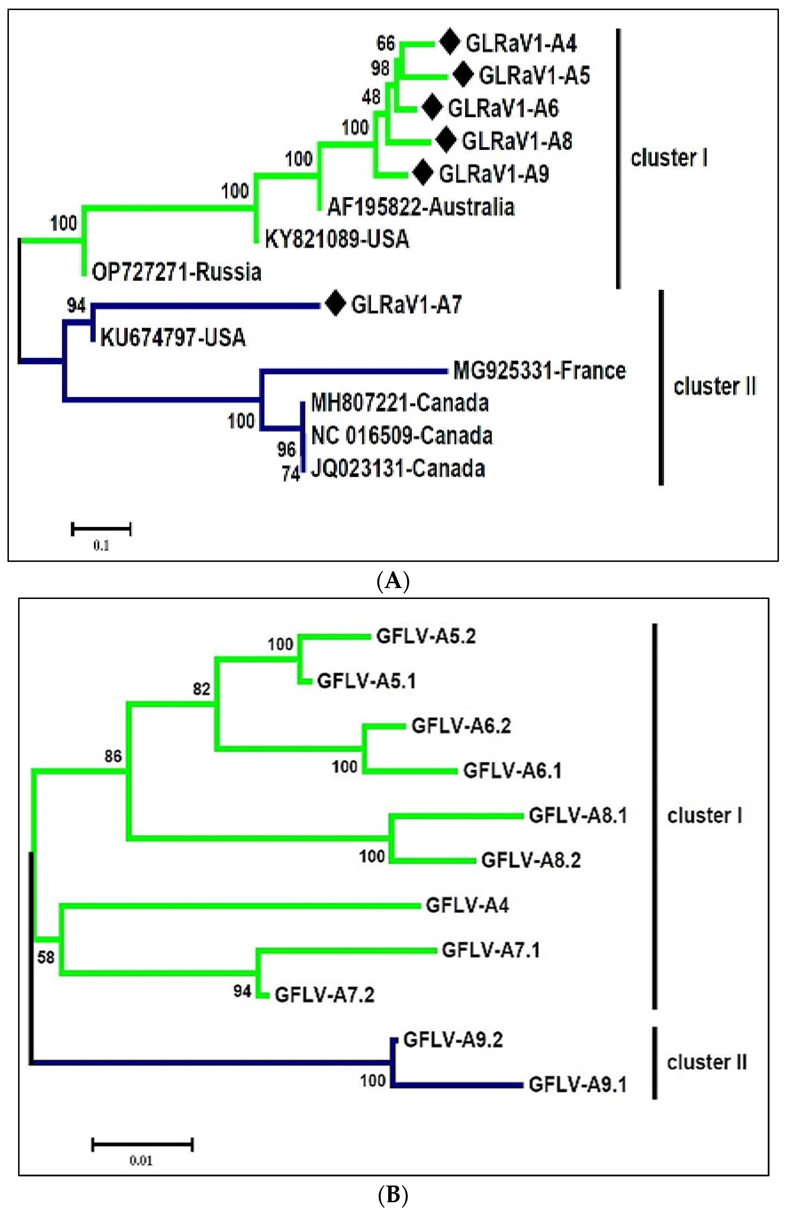 Viruses 16 00204 g005a