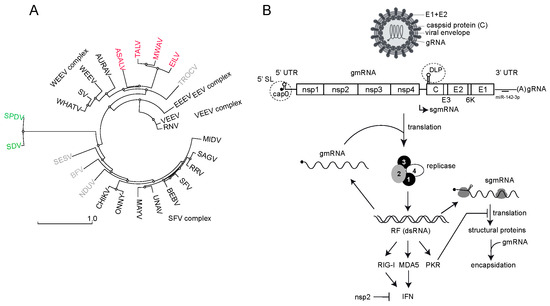 Viruses 16 00205 g001