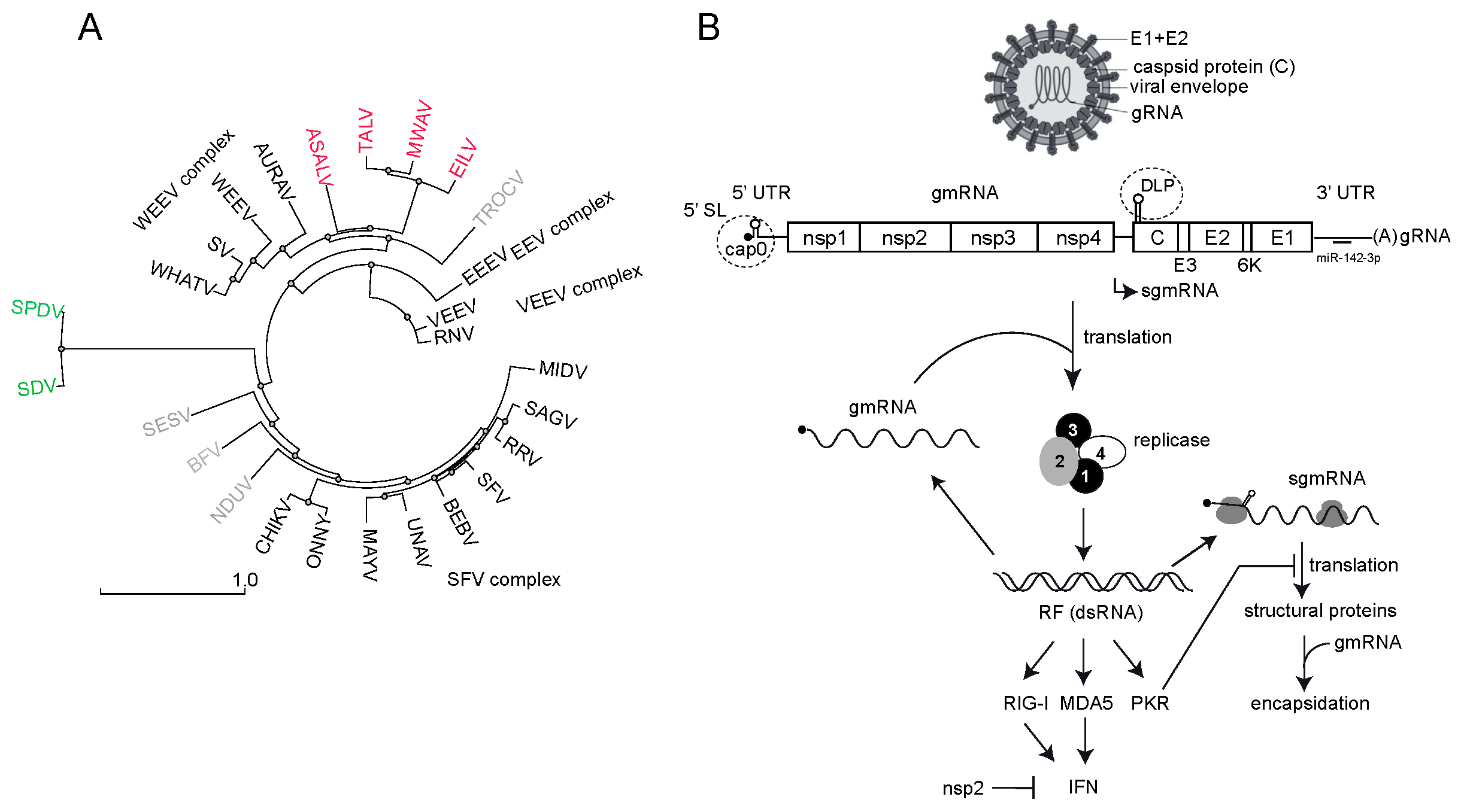 Viruses 16 00205 g001