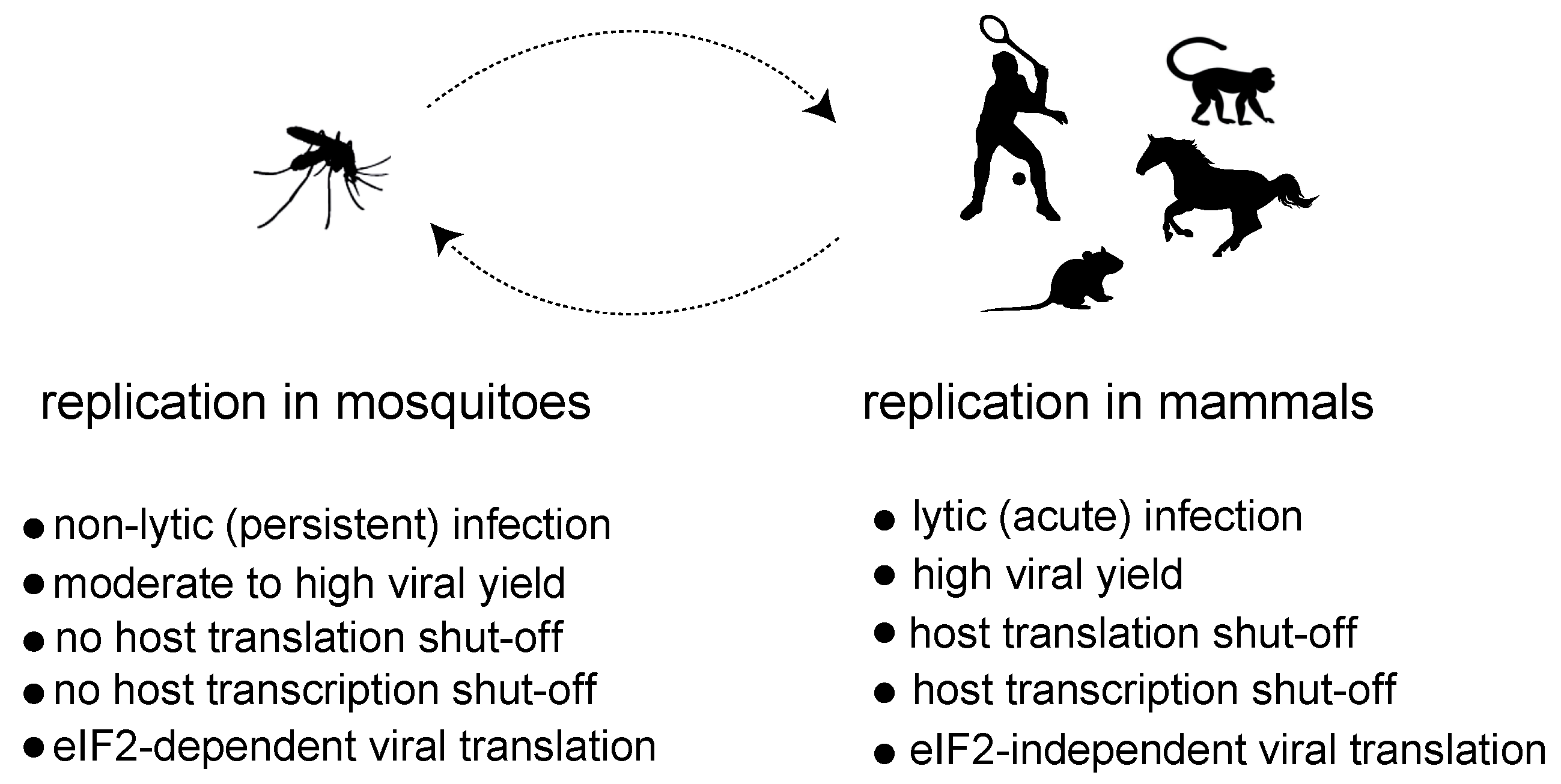 Viruses 16 00205 g002