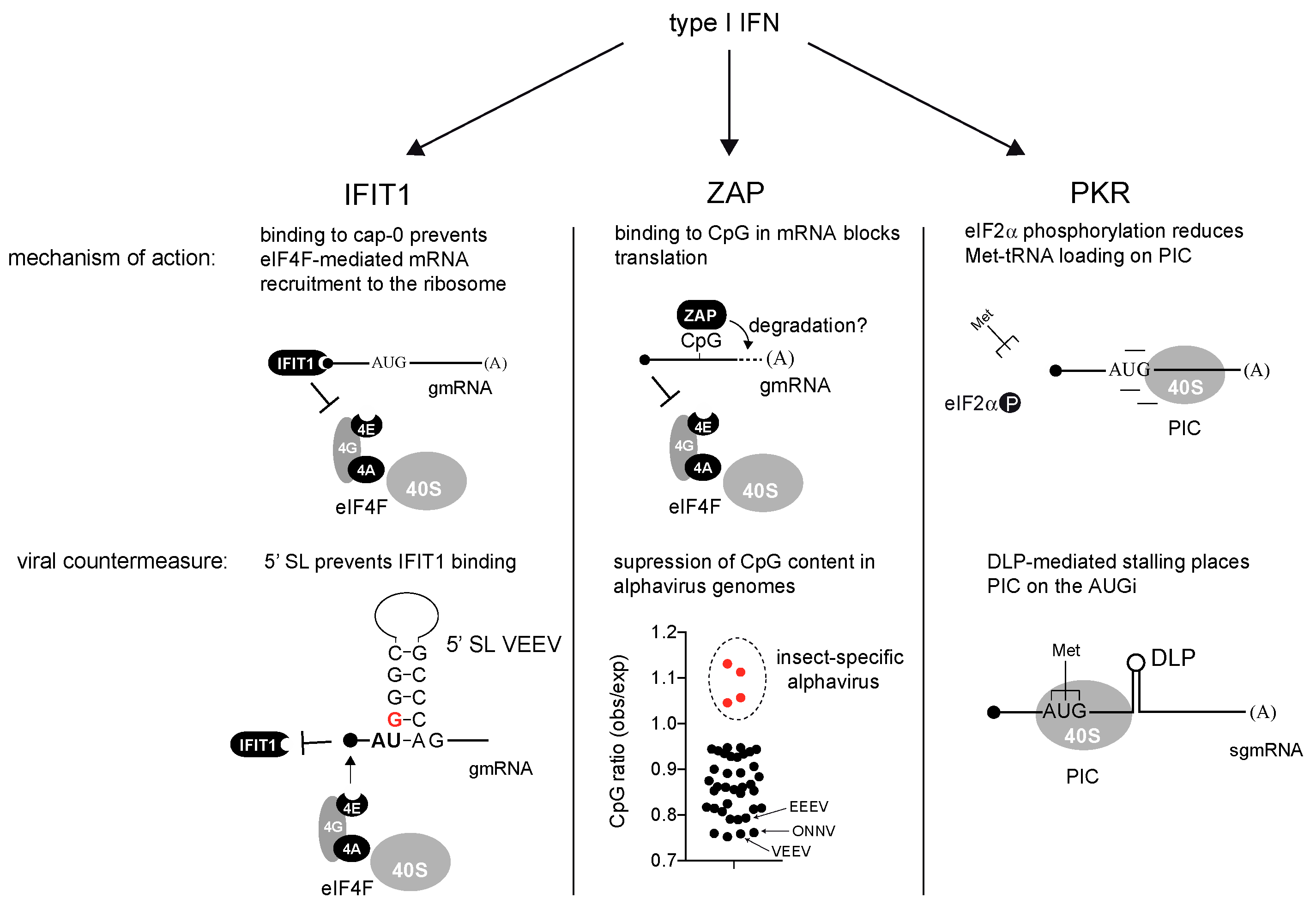 Viruses 16 00205 g003