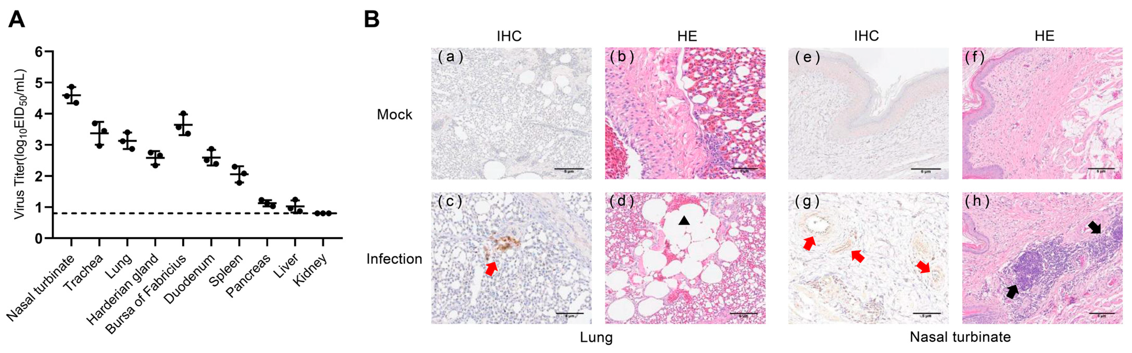 Viruses 16 00207 g006