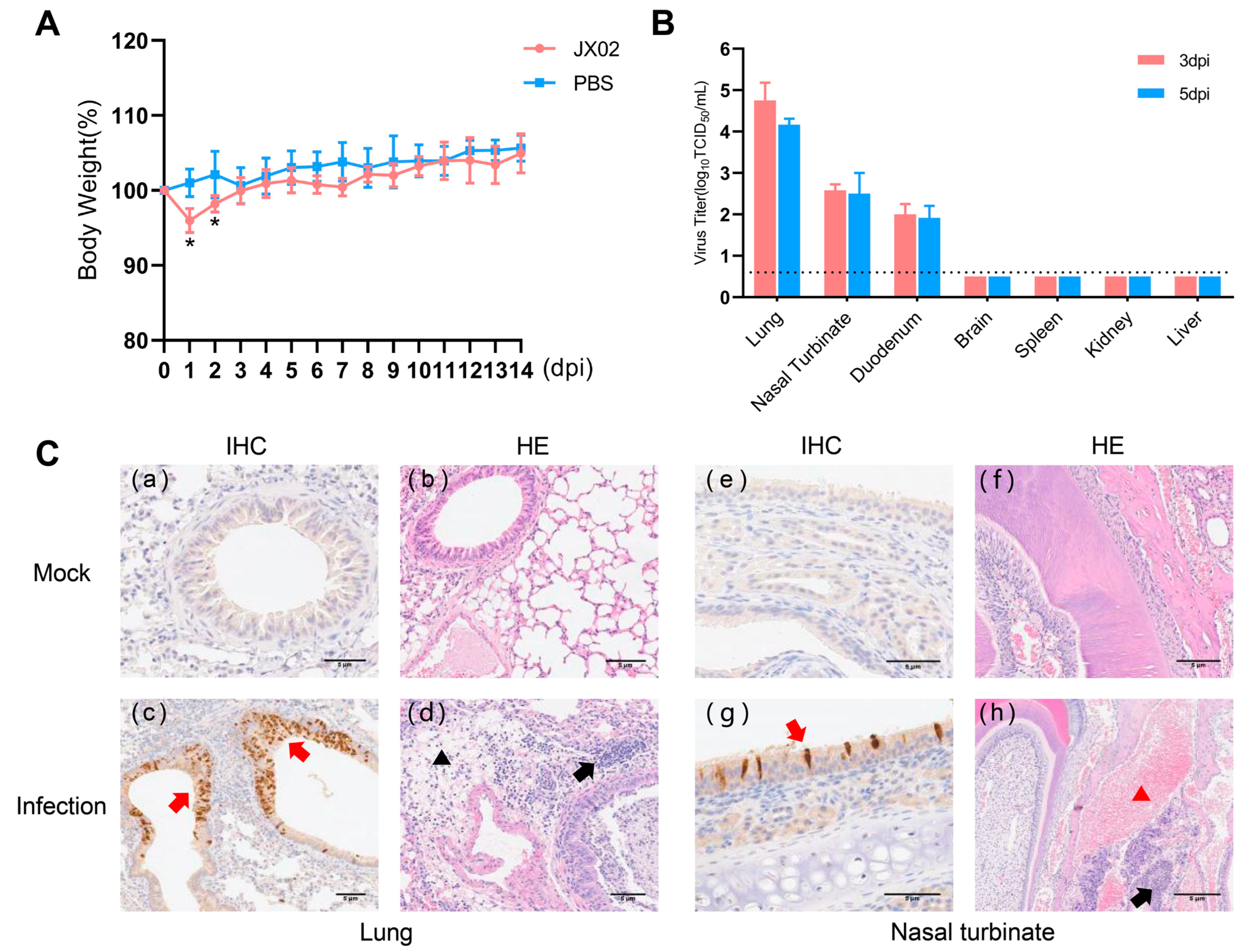 Viruses 16 00207 g008