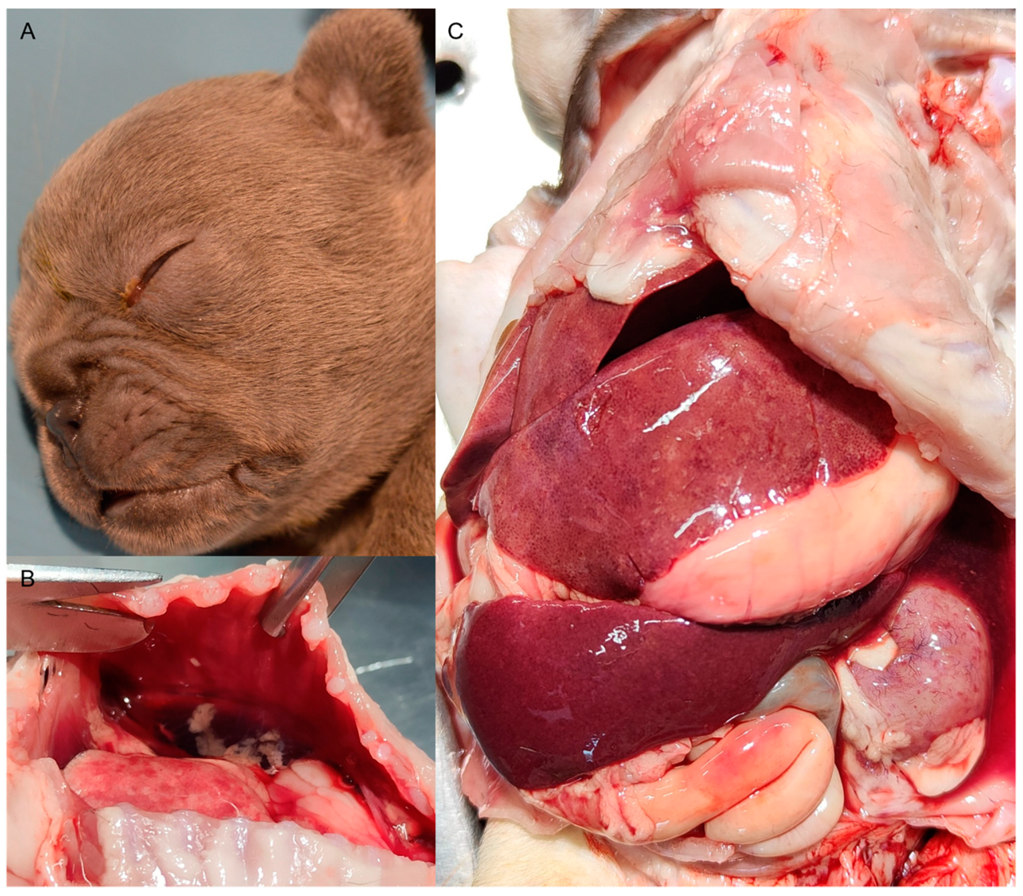 Viruses 16 00209 g001 Viruses 16 00209 g001