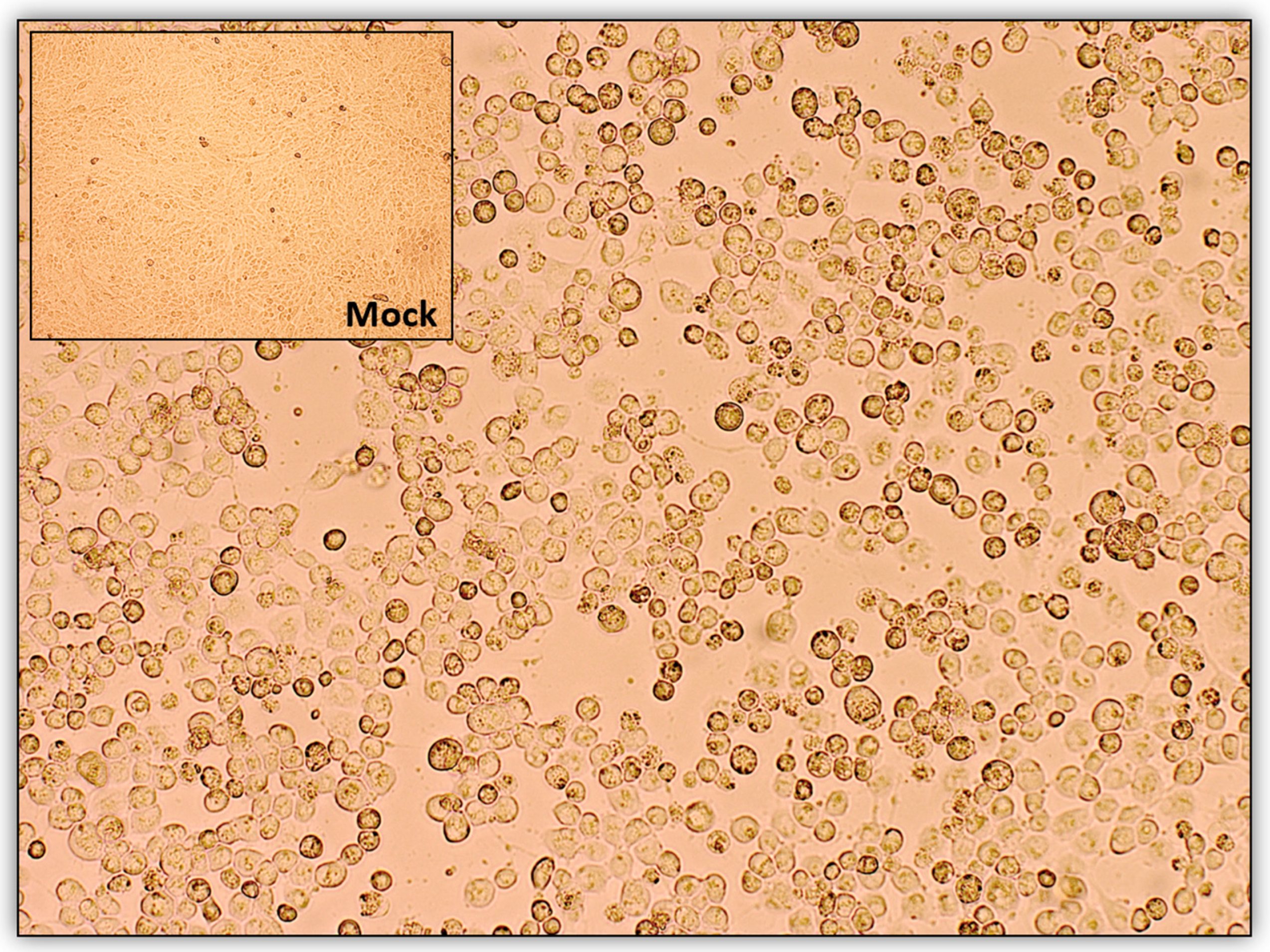 Viruses 16 00209 g003 Viruses 16 00209 g003