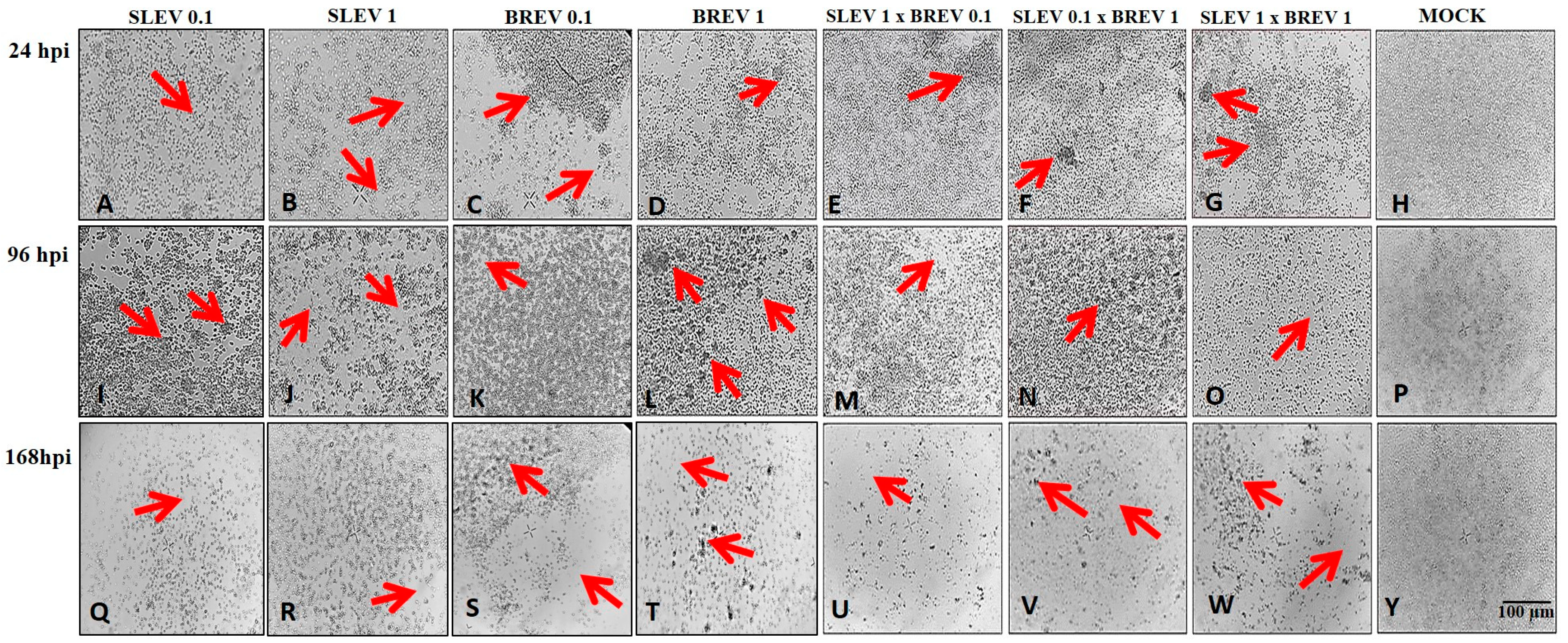 Viruses 16 00210 g001