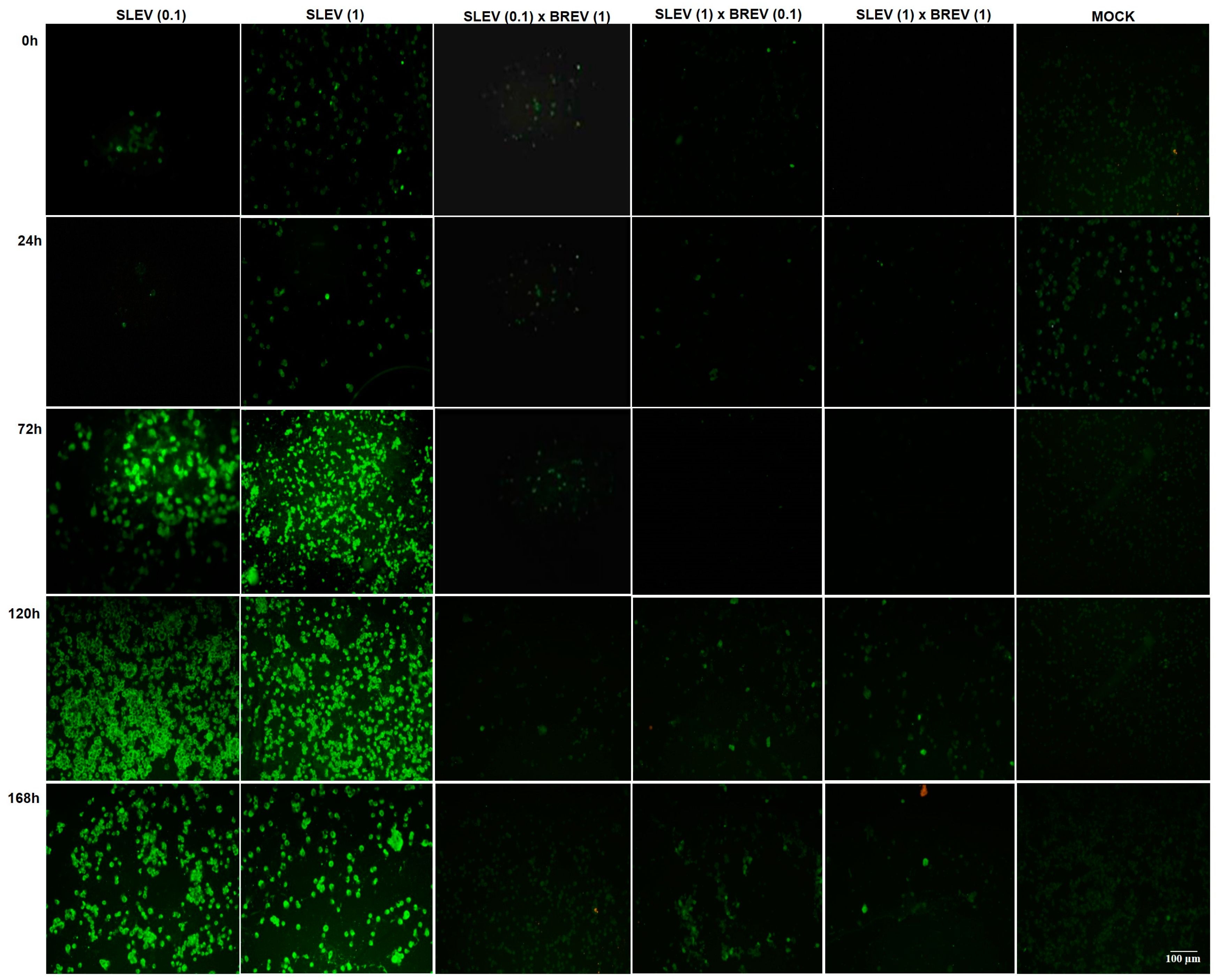Viruses 16 00210 g002