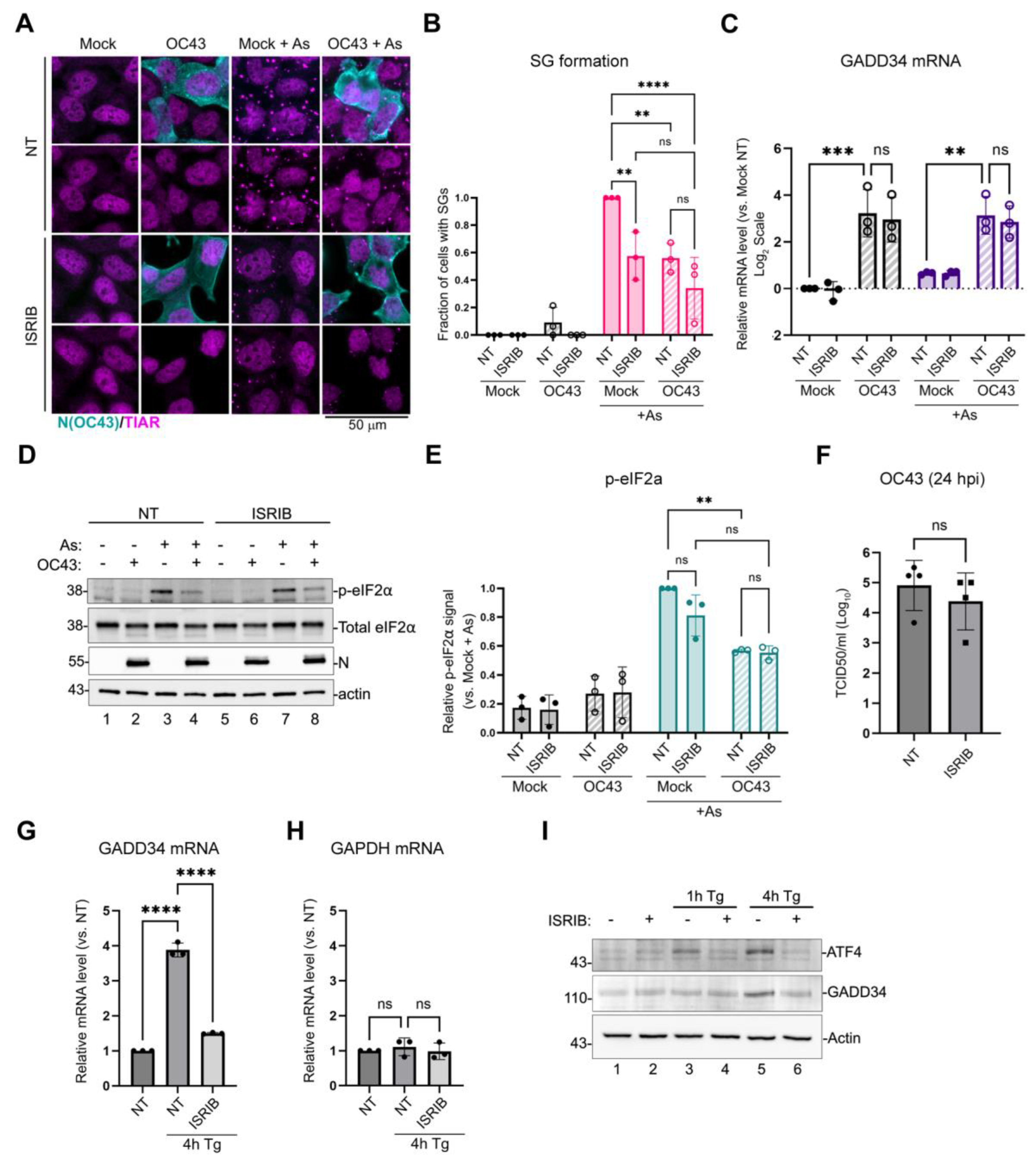 Viruses 16 00212 g002