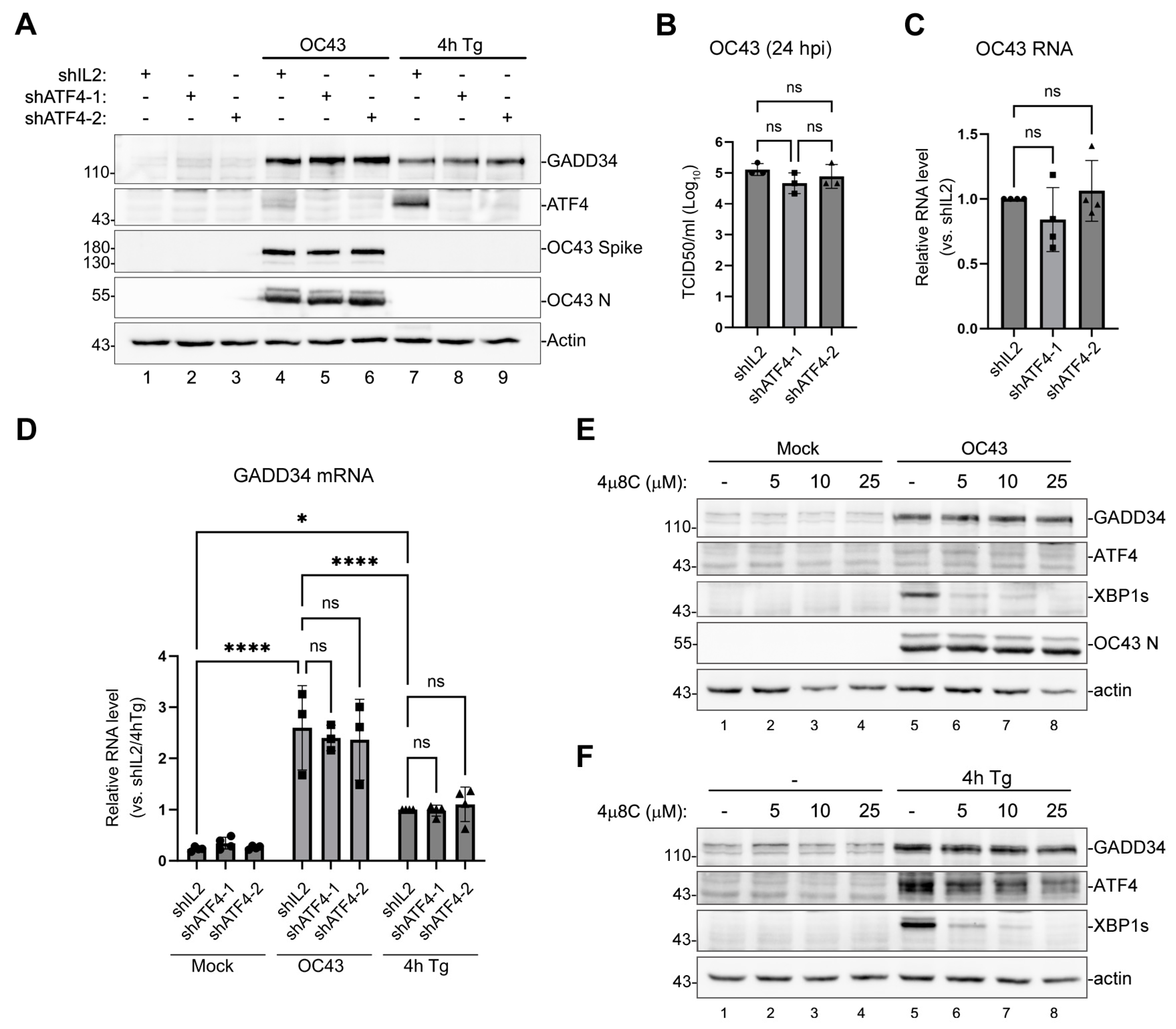 Viruses 16 00212 g003