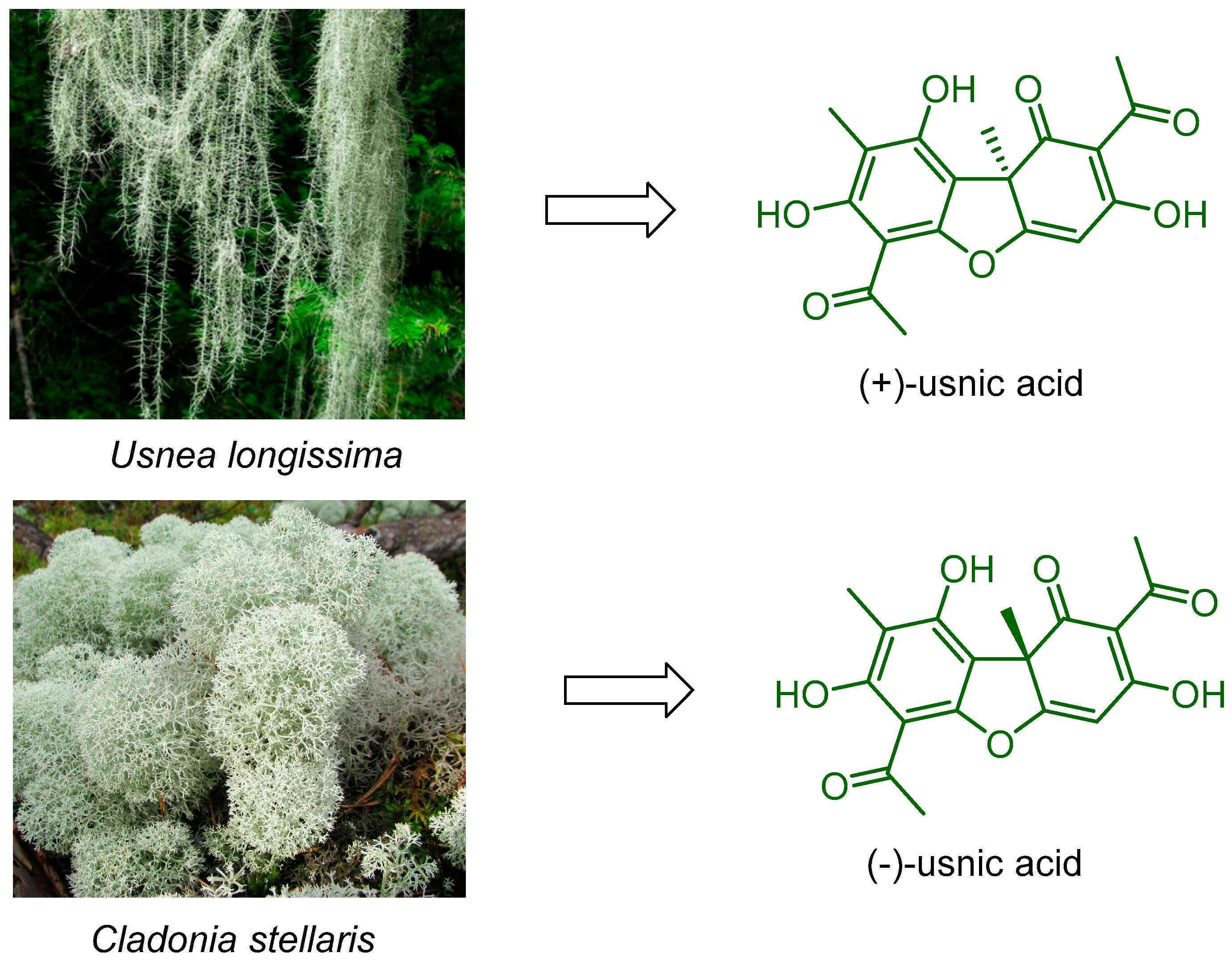 Viruses 16 00215 g001