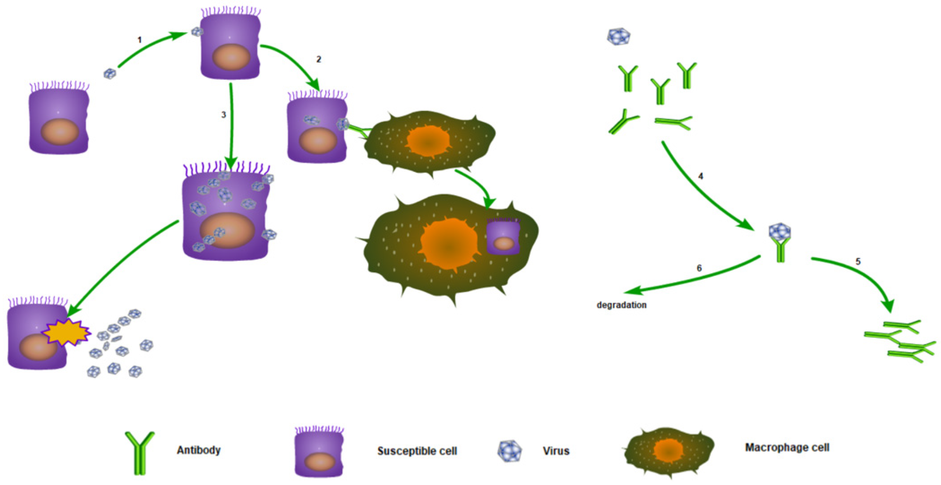 Viruses 16 00216 g001 Viruses 16 00216 g001