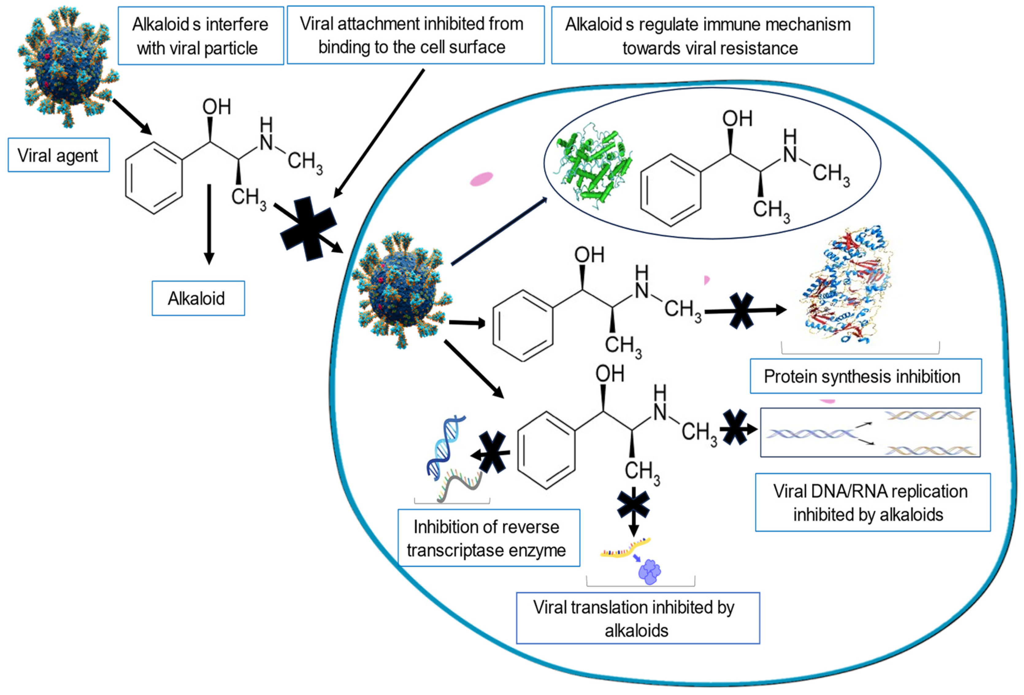Viruses 16 00218 g002