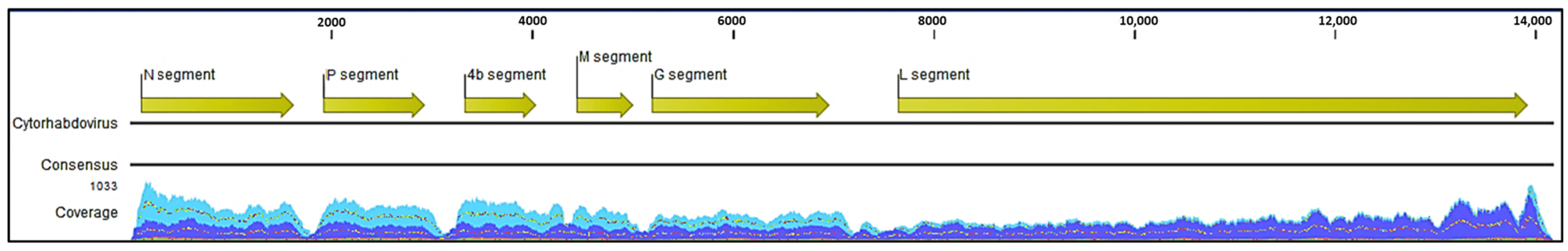 Viruses 16 00226 g002