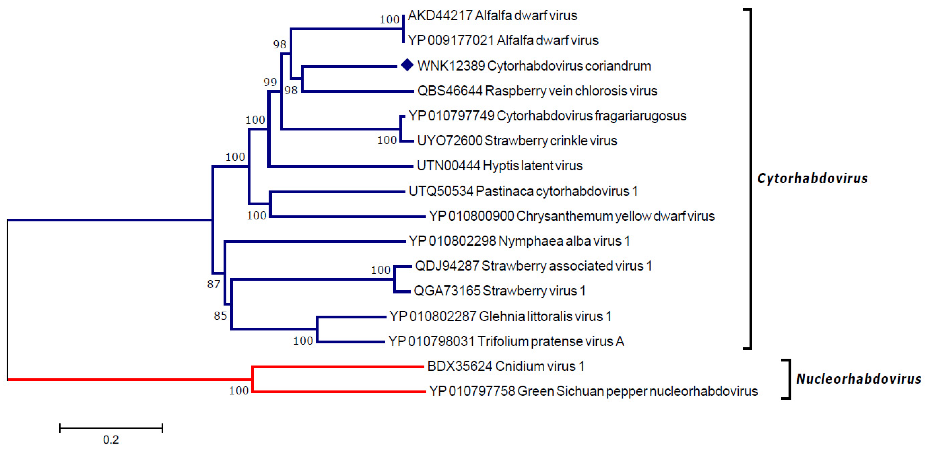 Viruses 16 00226 g003