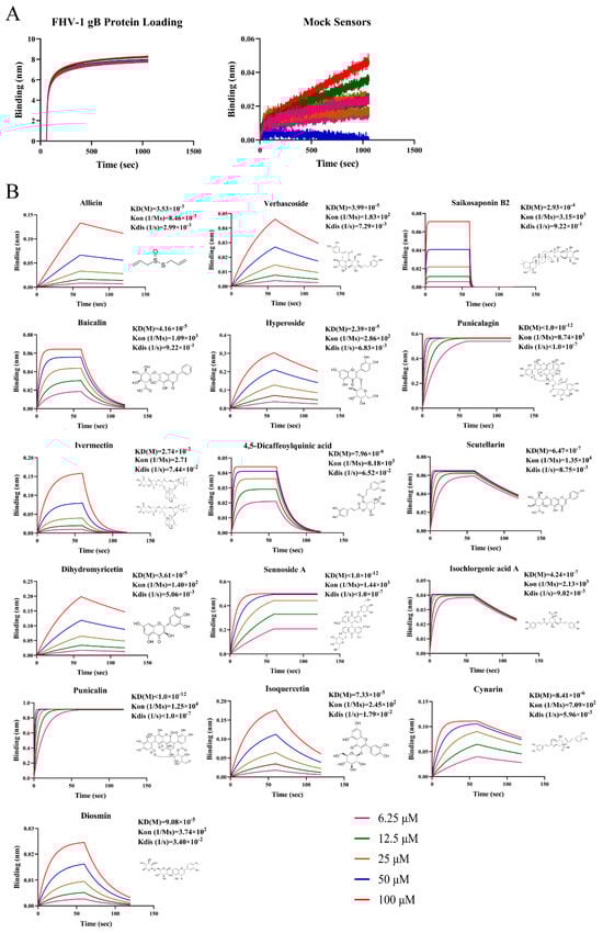 Viruses 16 00231 g003