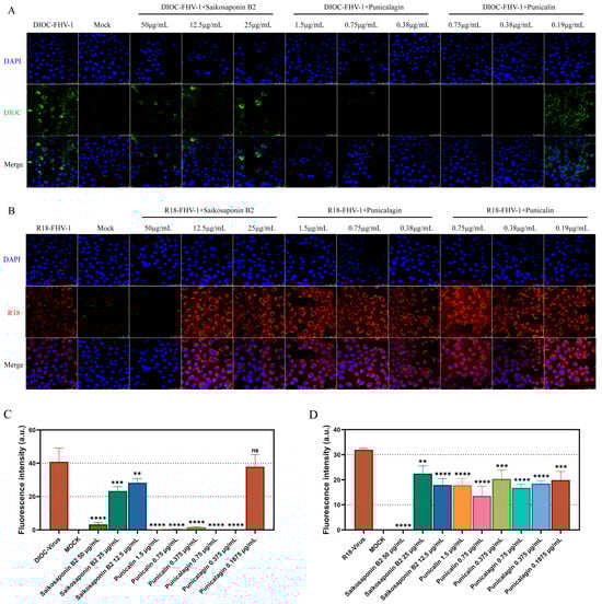 Viruses 16 00231 g007