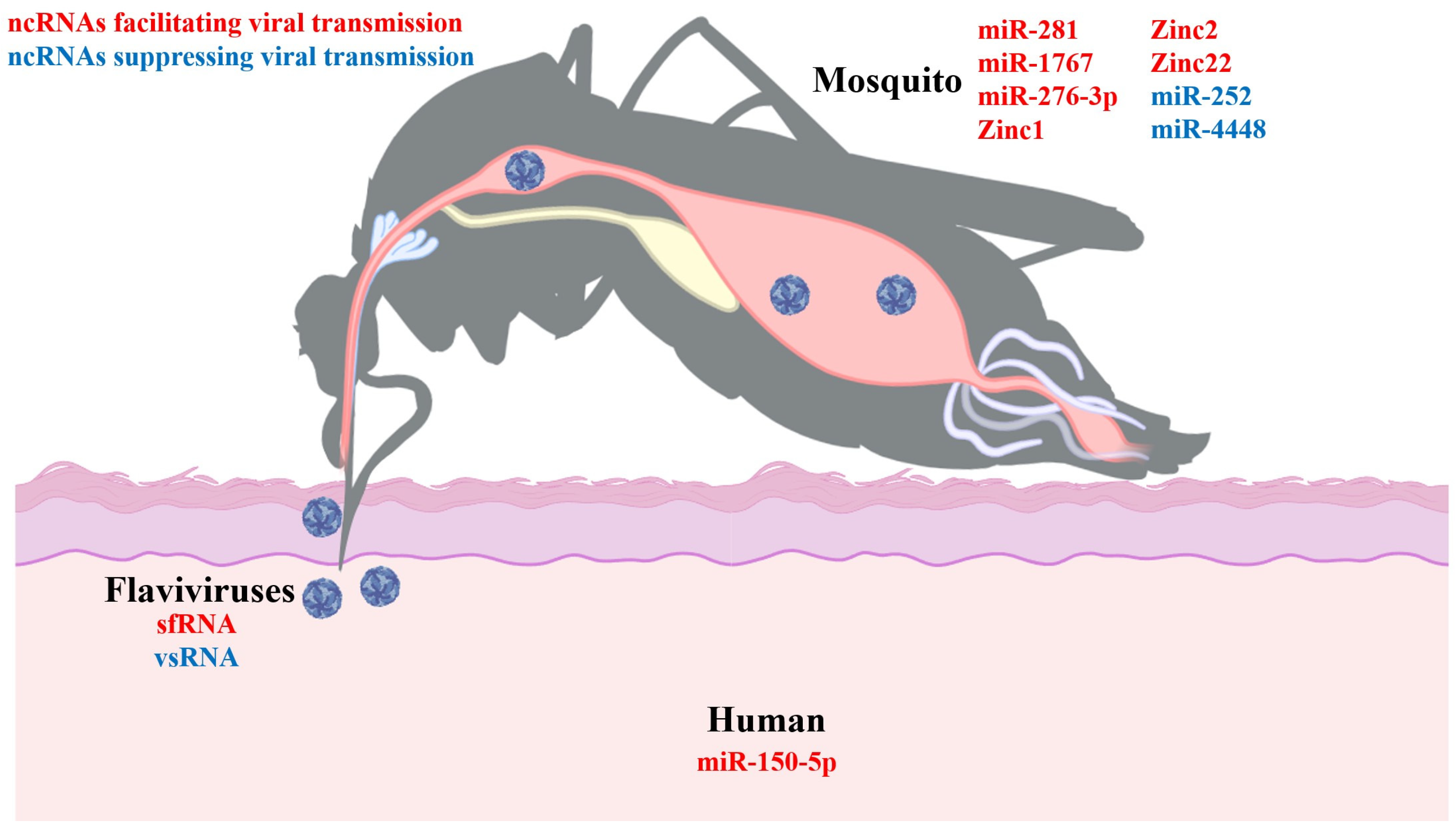 Viruses 16 00242 g001
