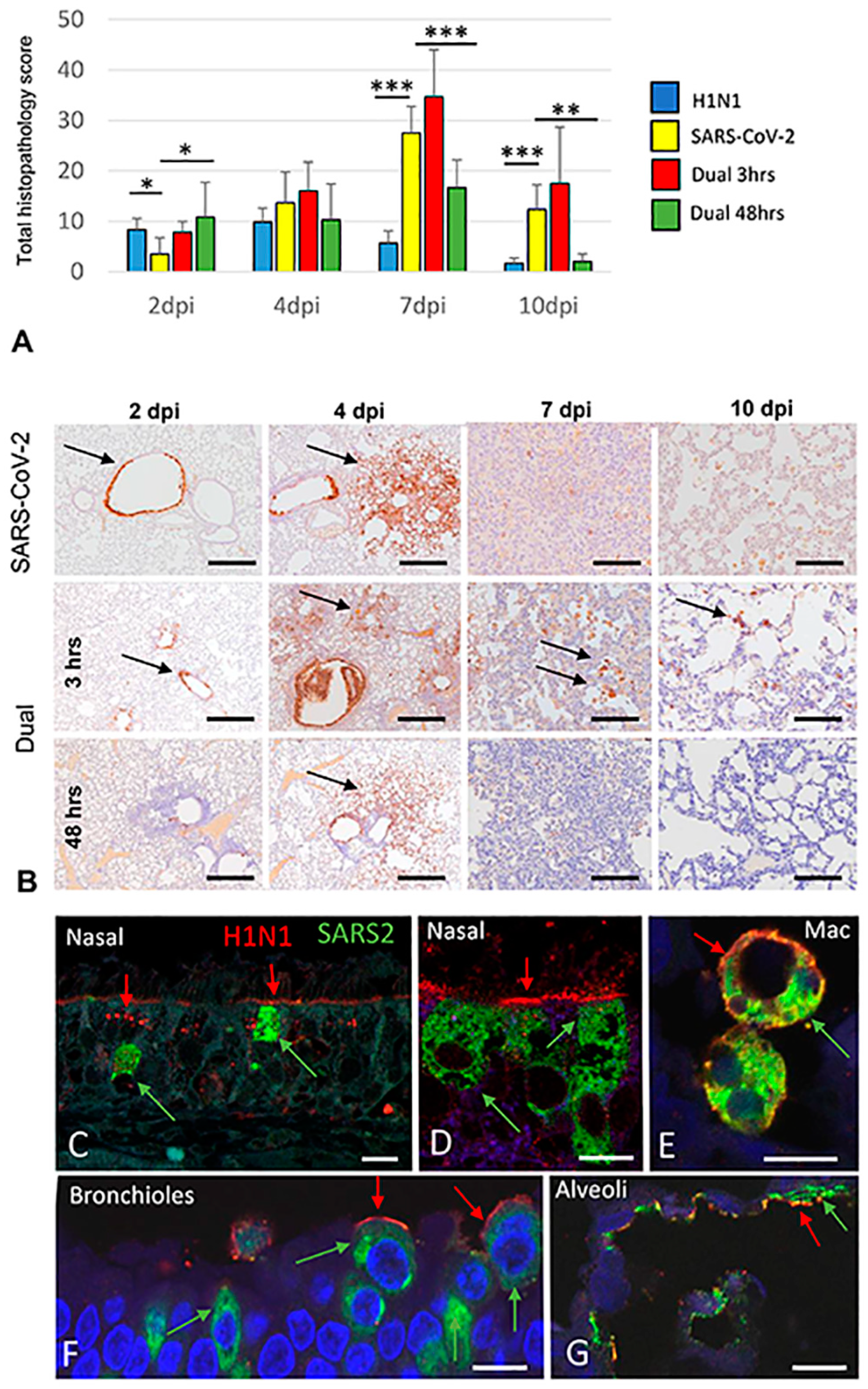 Viruses 16 00246 g004 Viruses 16 00246 g004