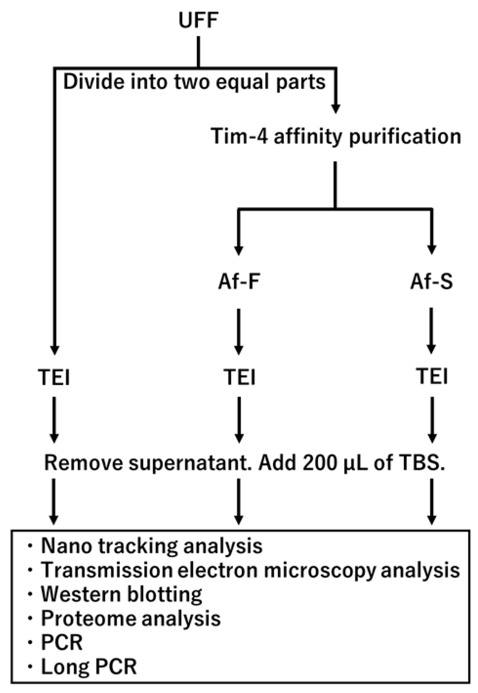 Viruses 16 00249 g001