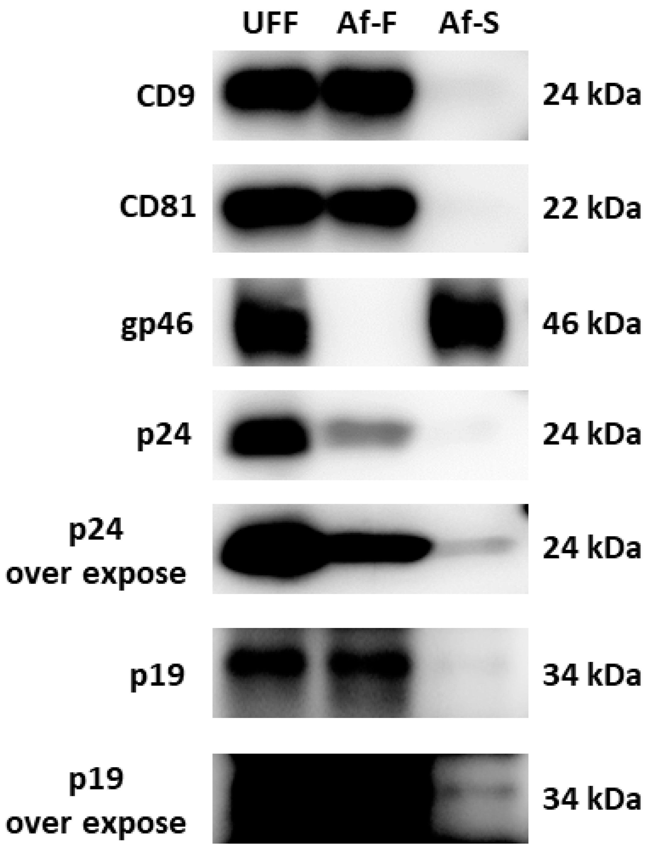 Viruses 16 00249 g004