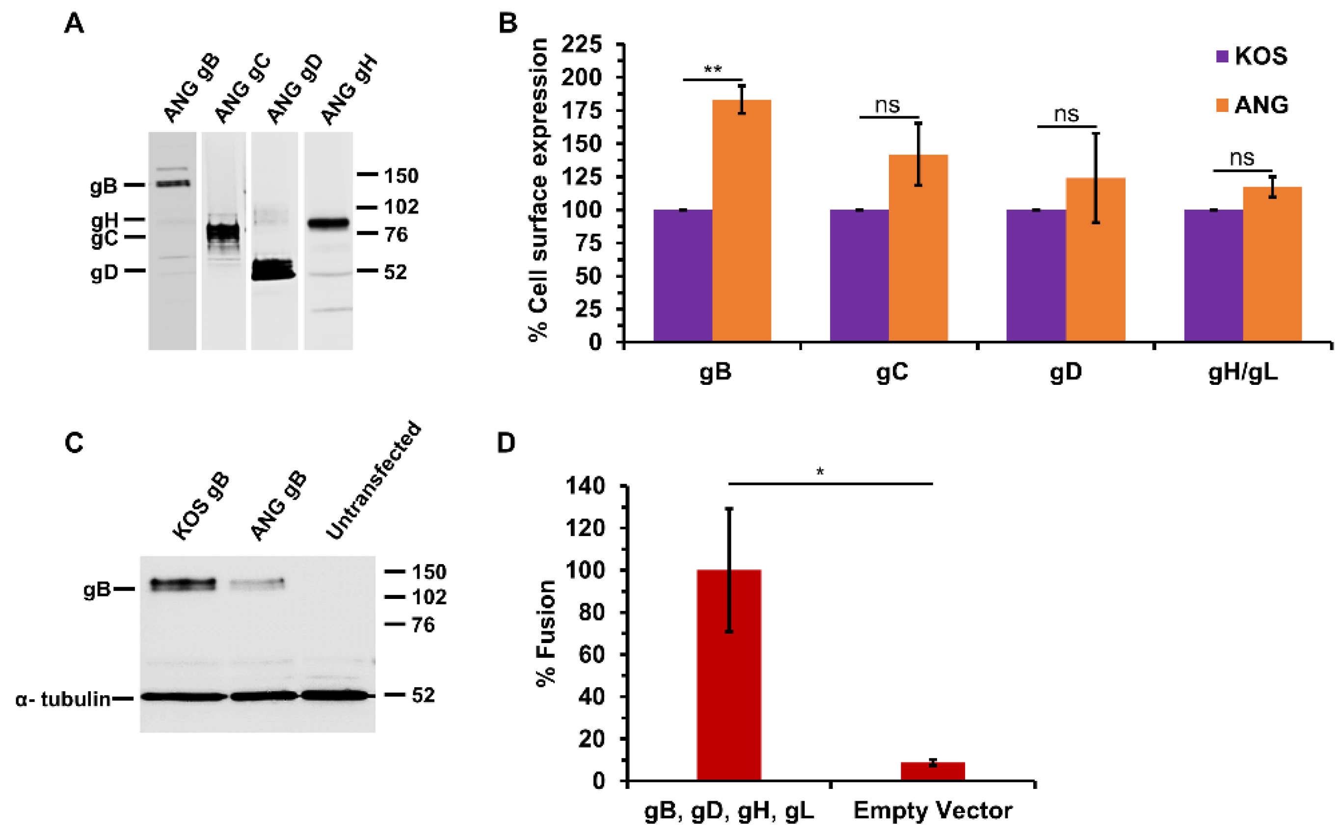 Viruses 16 00251 g002