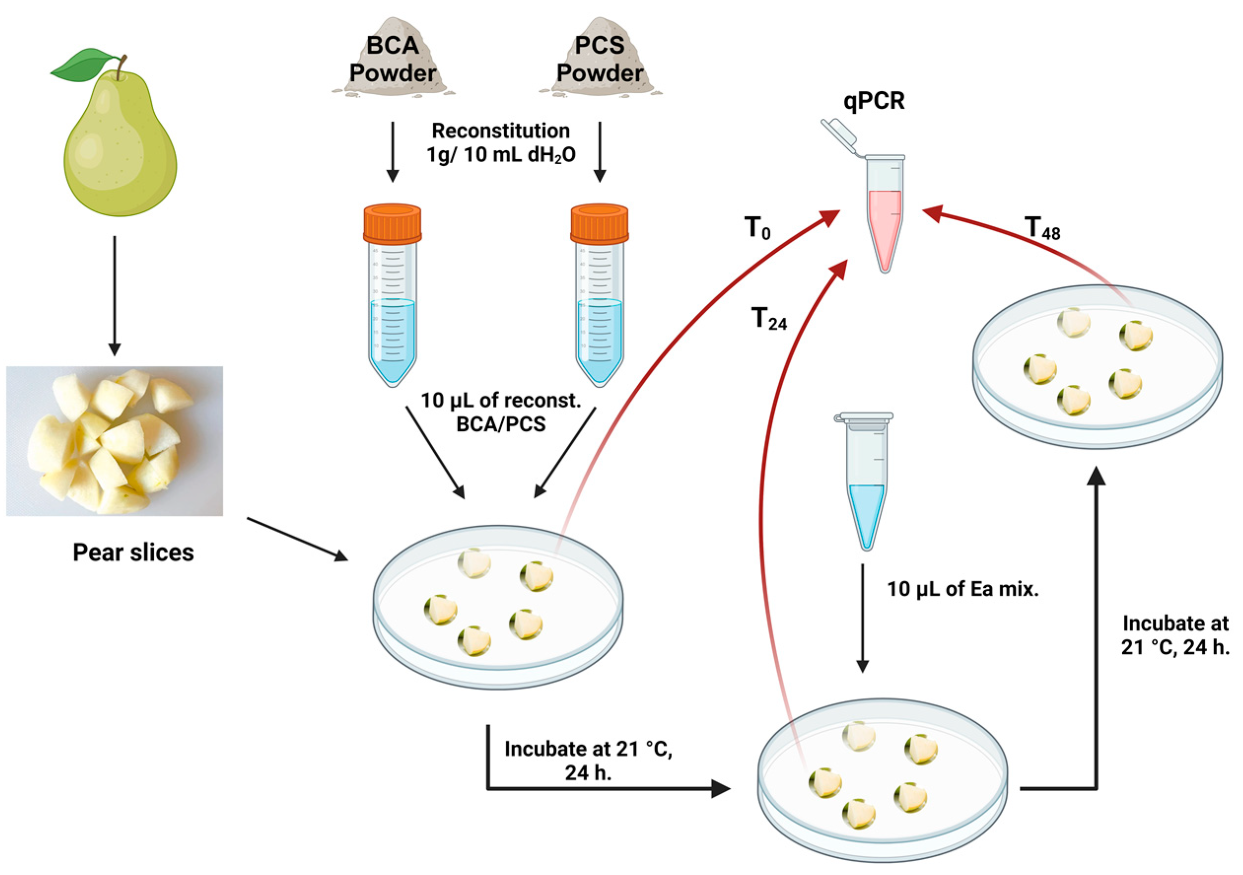 Viruses 16 00257 g001