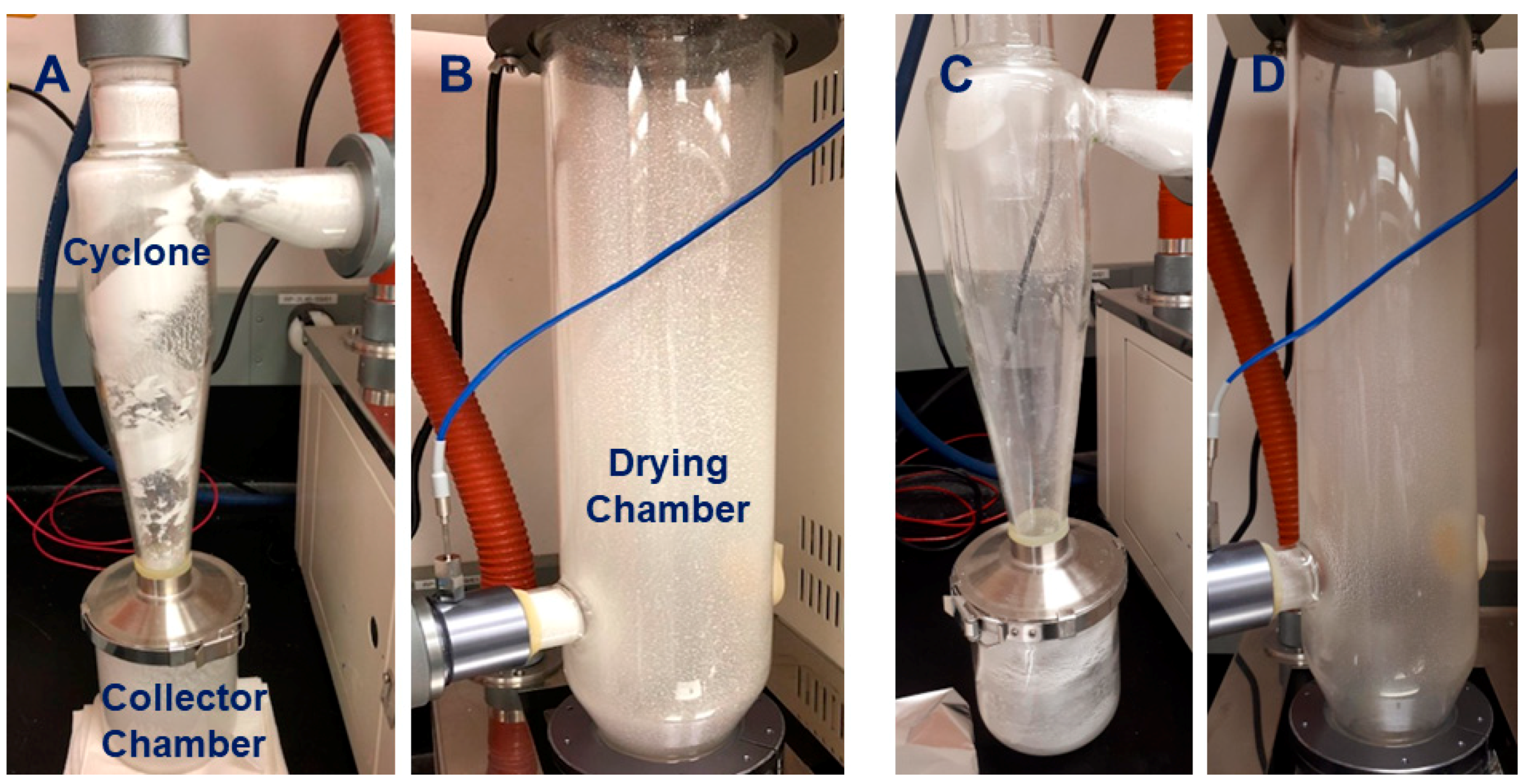 Viruses 16 00257 g003