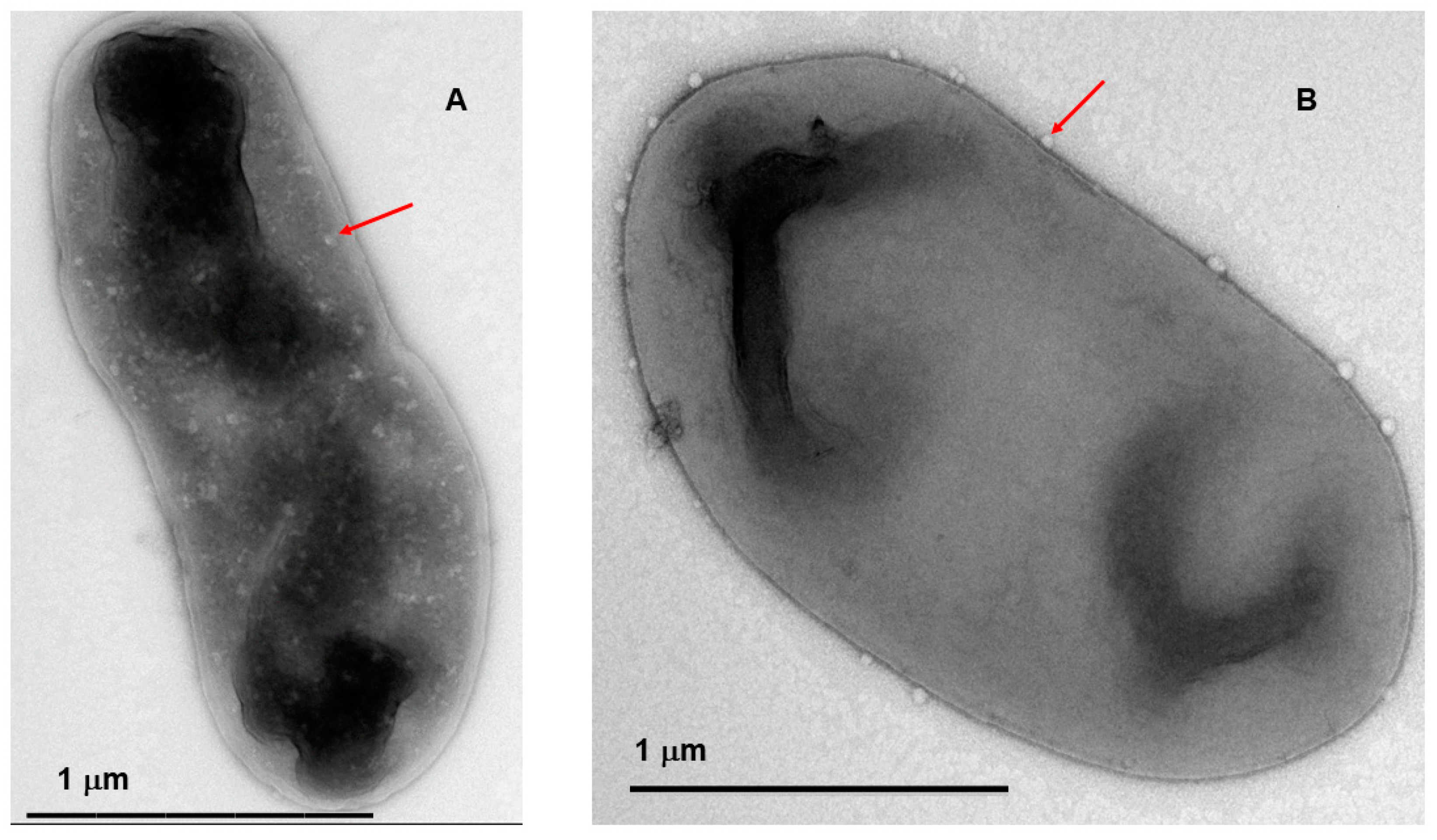 Viruses 16 00257 g006