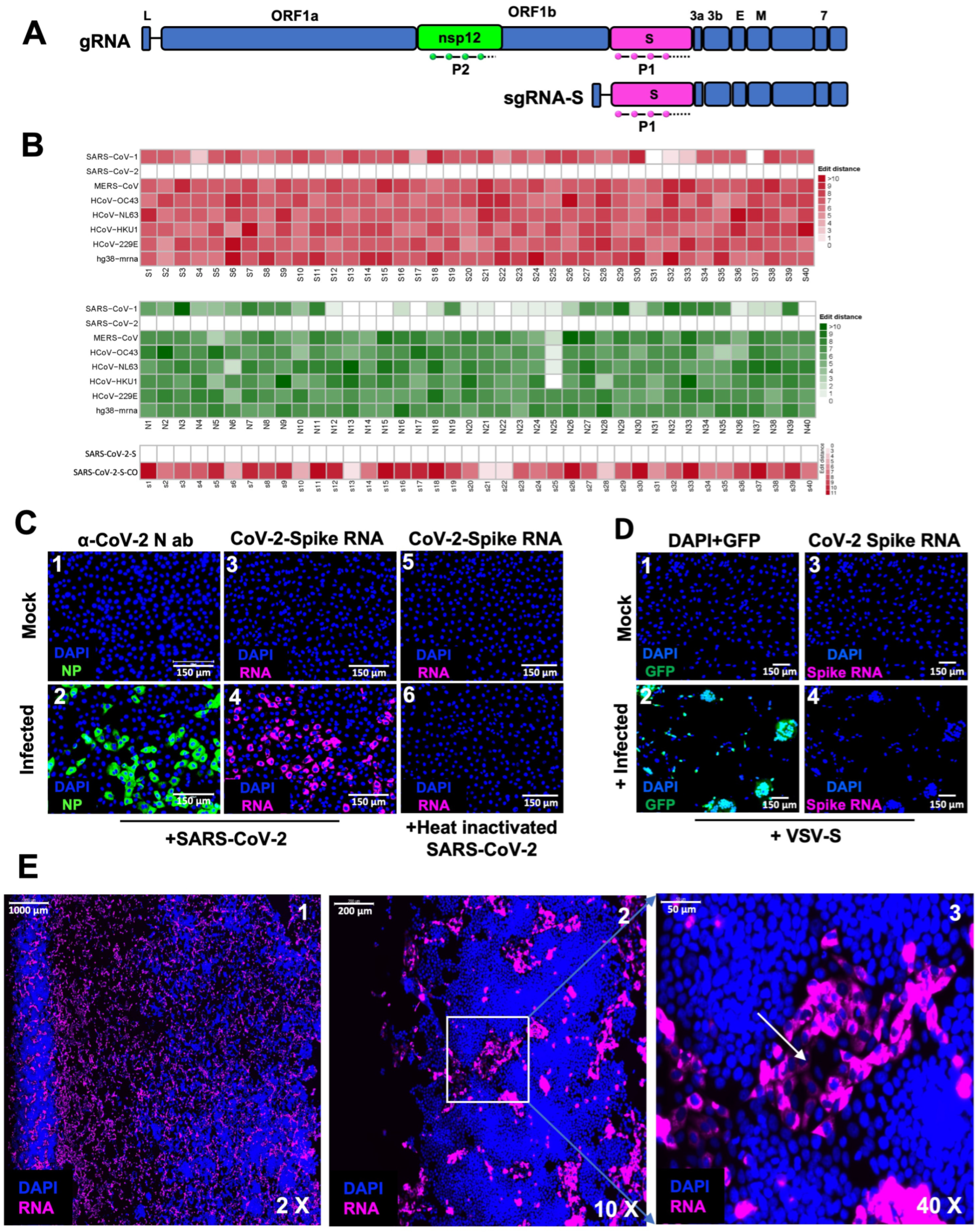 Viruses 16 00262 g001