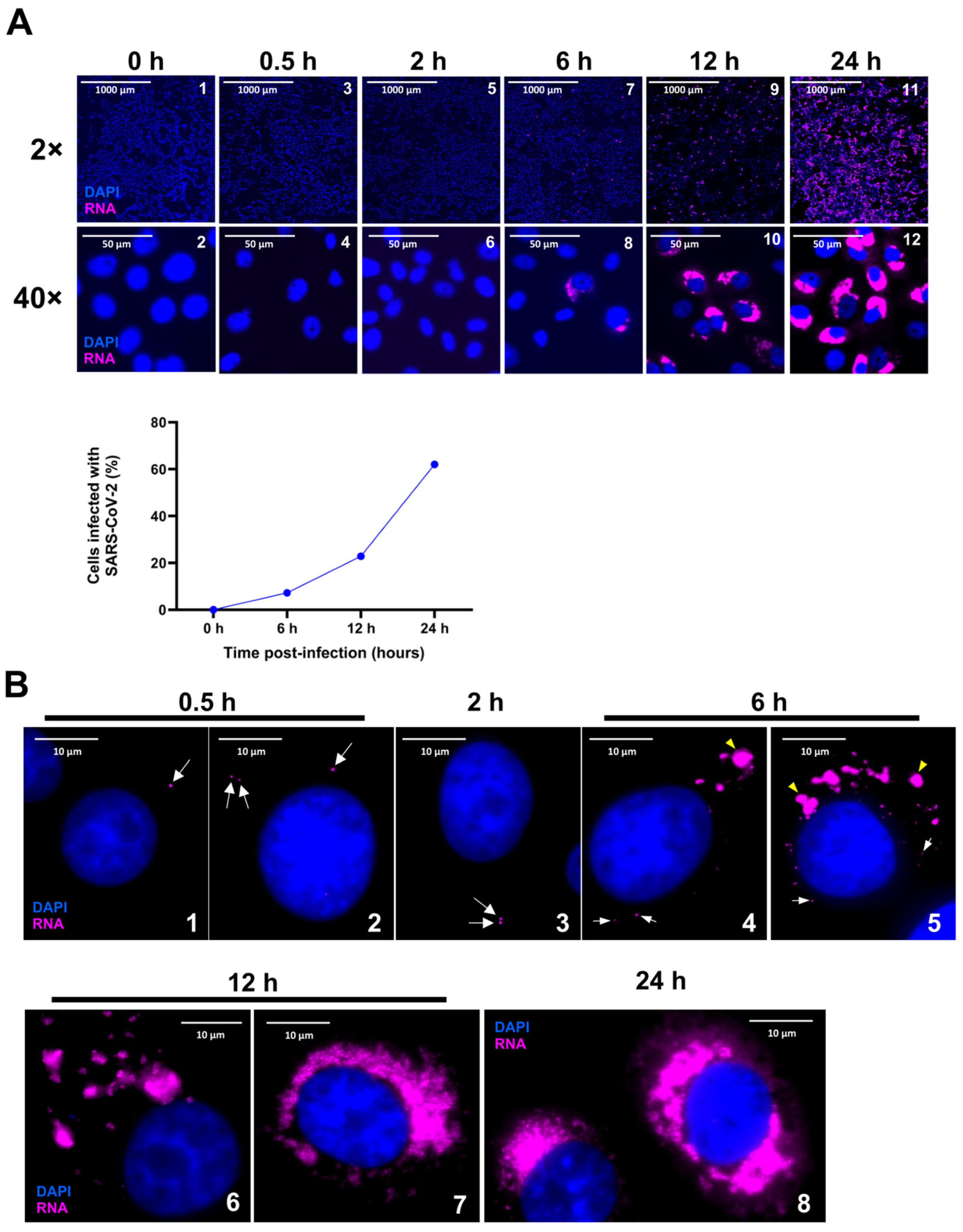 Viruses 16 00262 g002