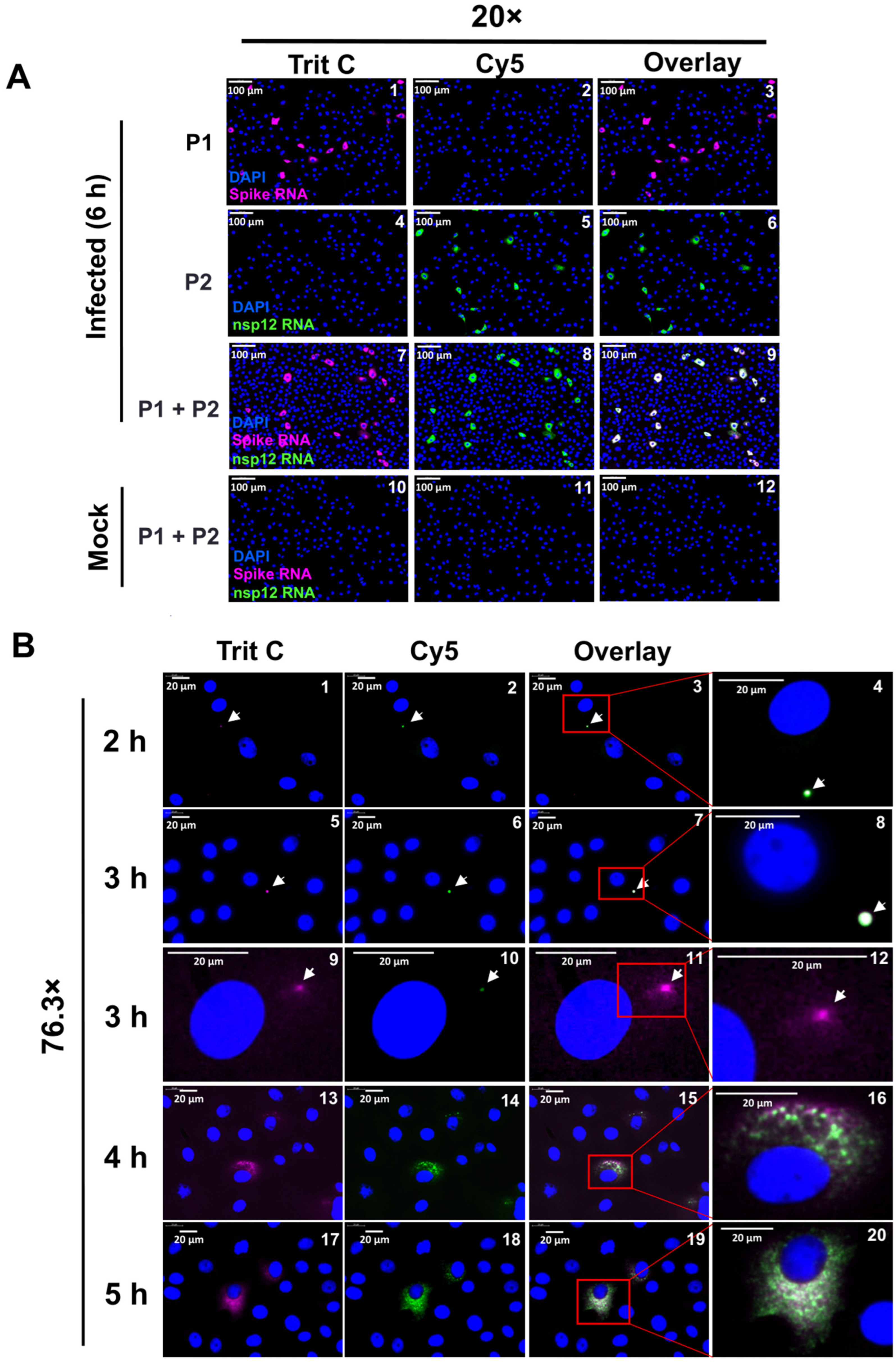 Viruses 16 00262 g003