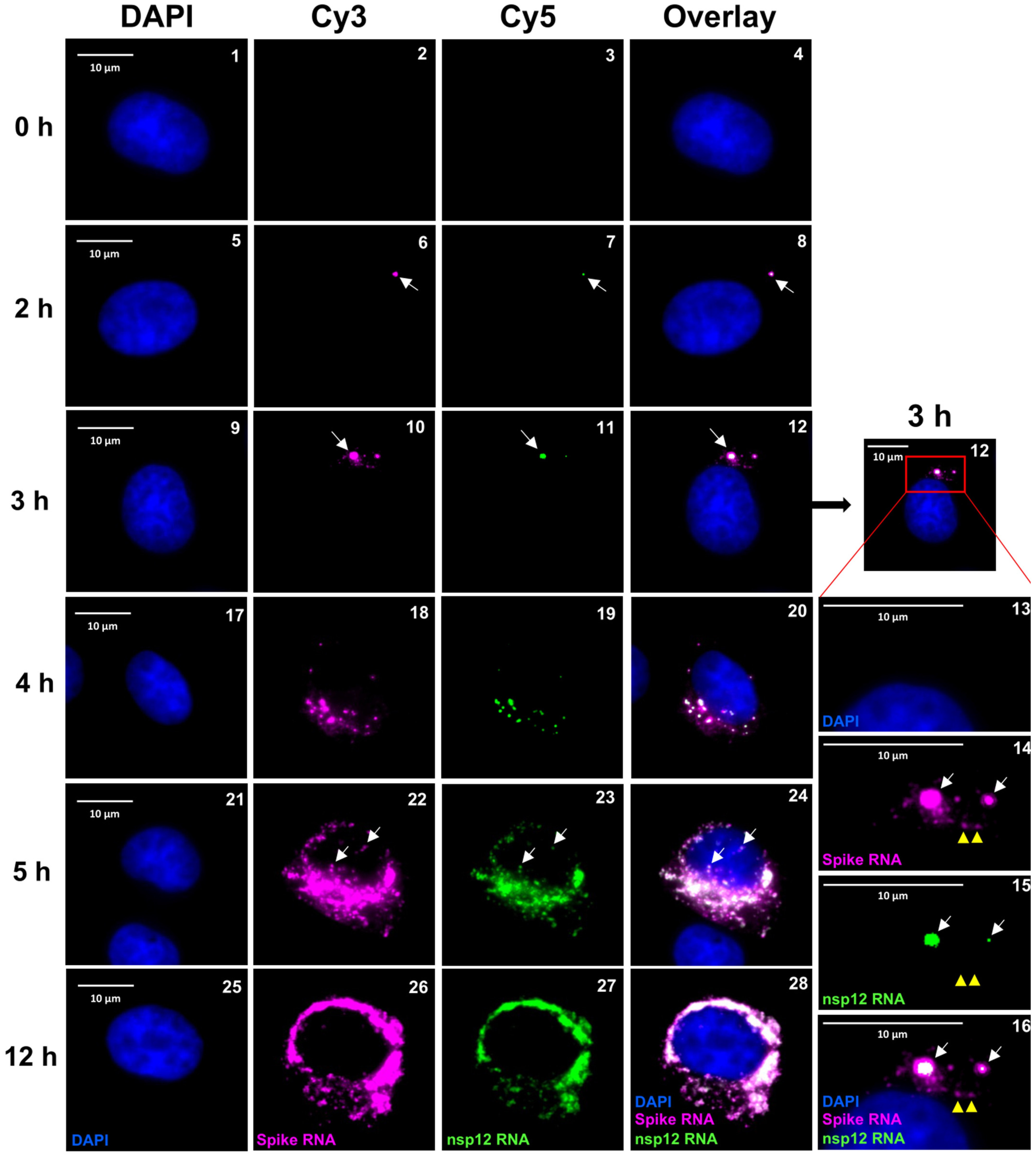 Viruses 16 00262 g004