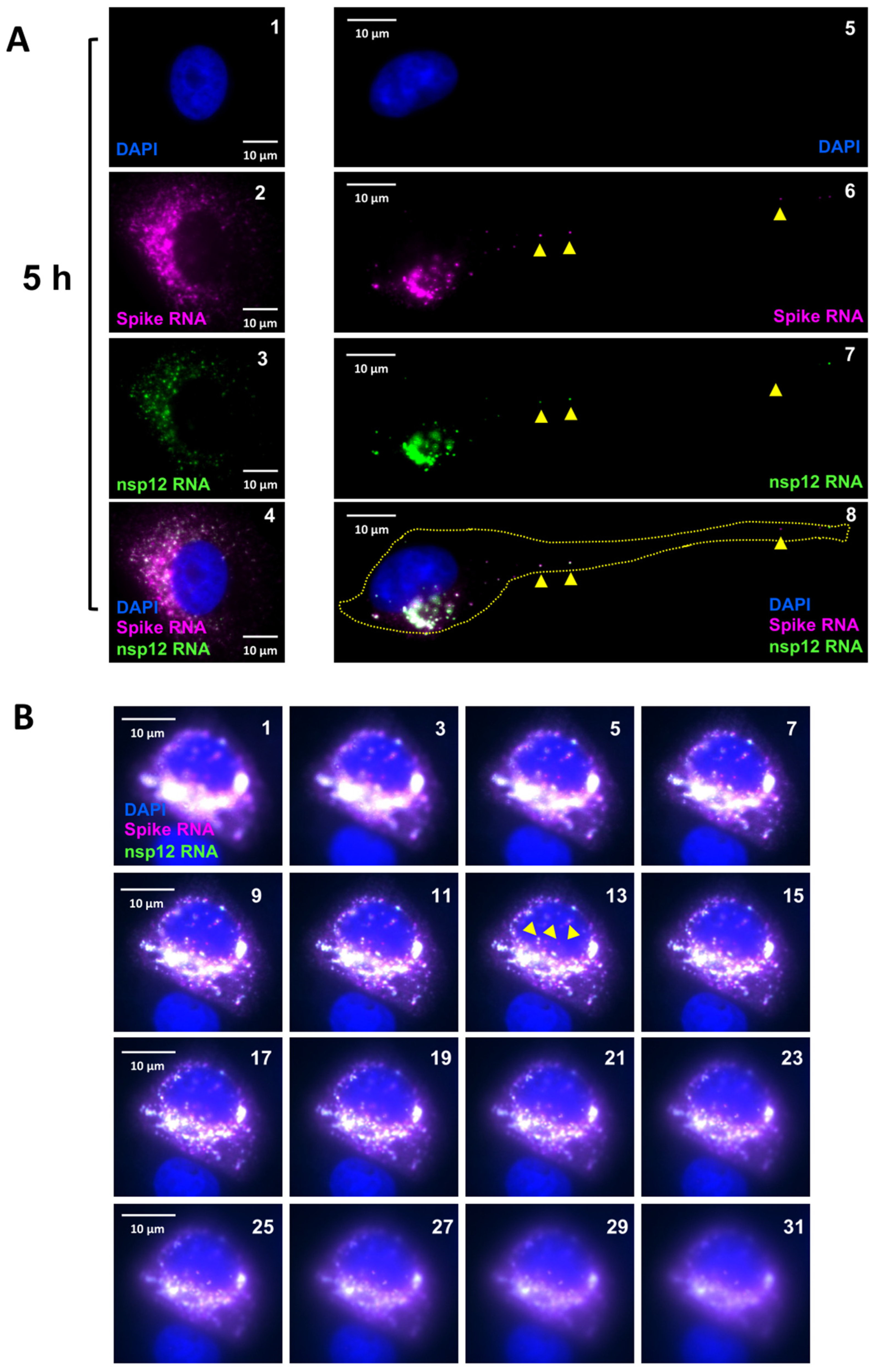 Viruses 16 00262 g005