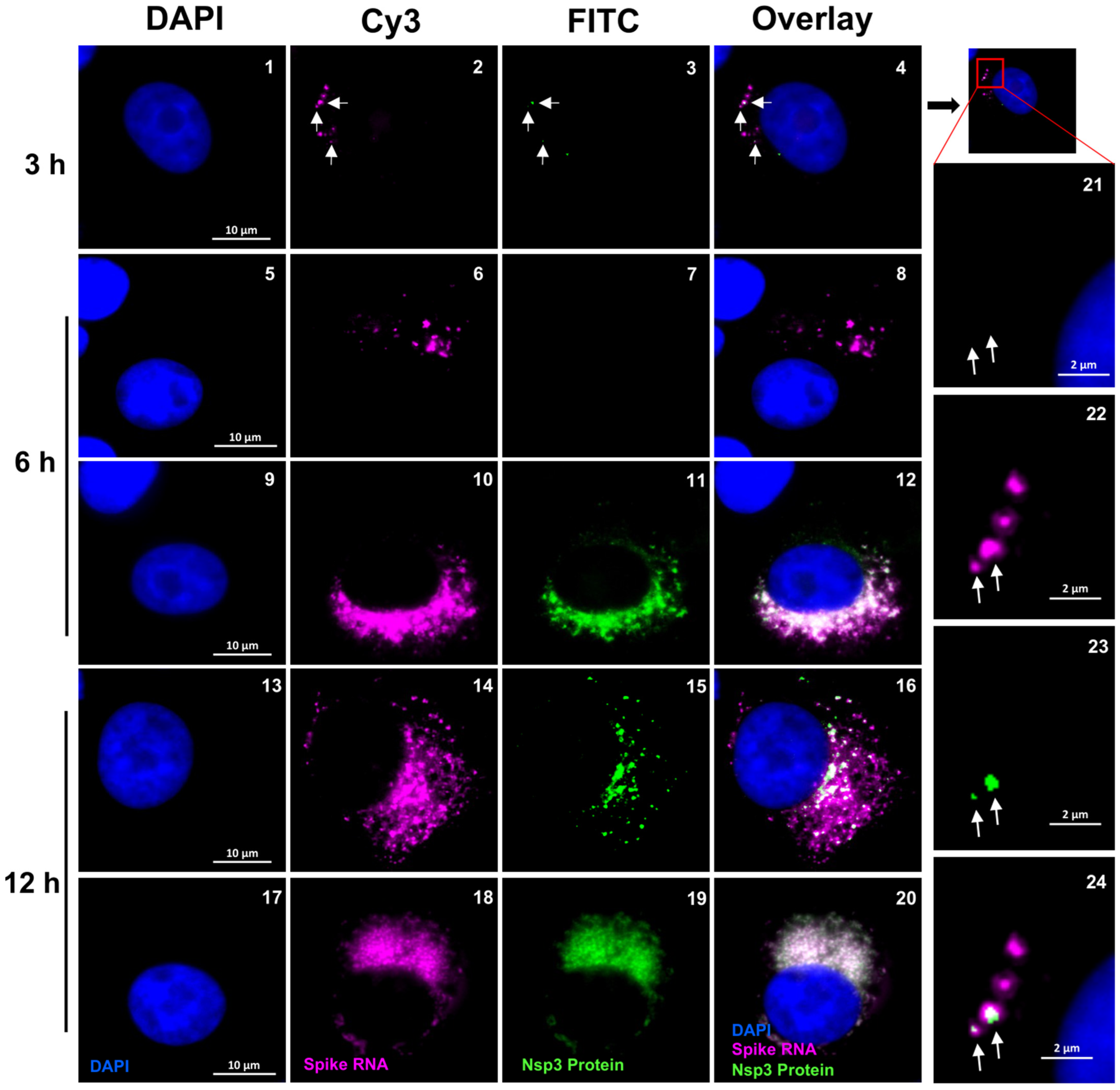 Viruses 16 00262 g006
